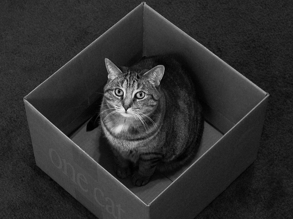 Download wallpaper 1024x768 cat, box, sitting, black and white standard 4:3 HD background