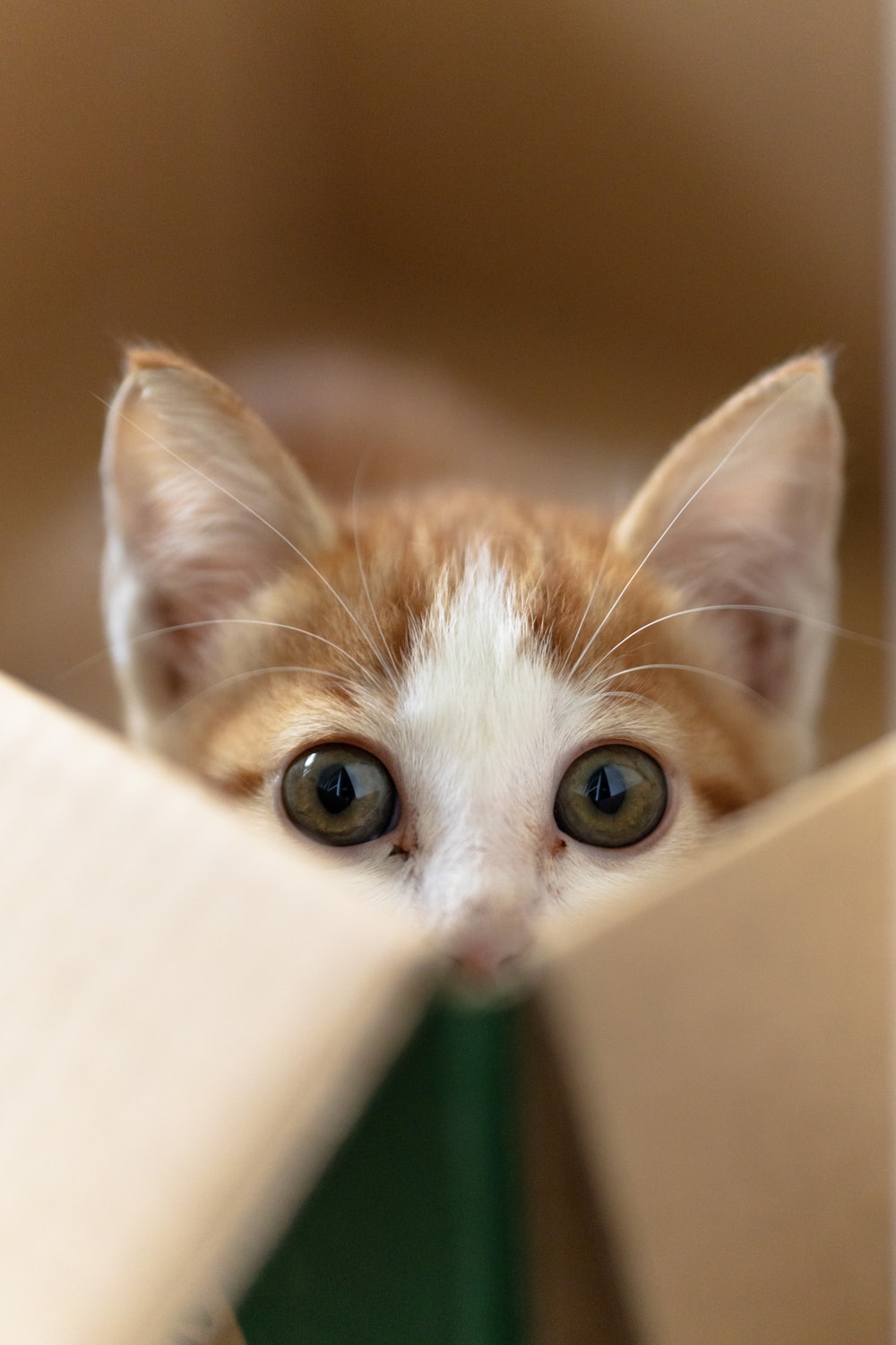 orange tabby cat on brown cardboard box photo