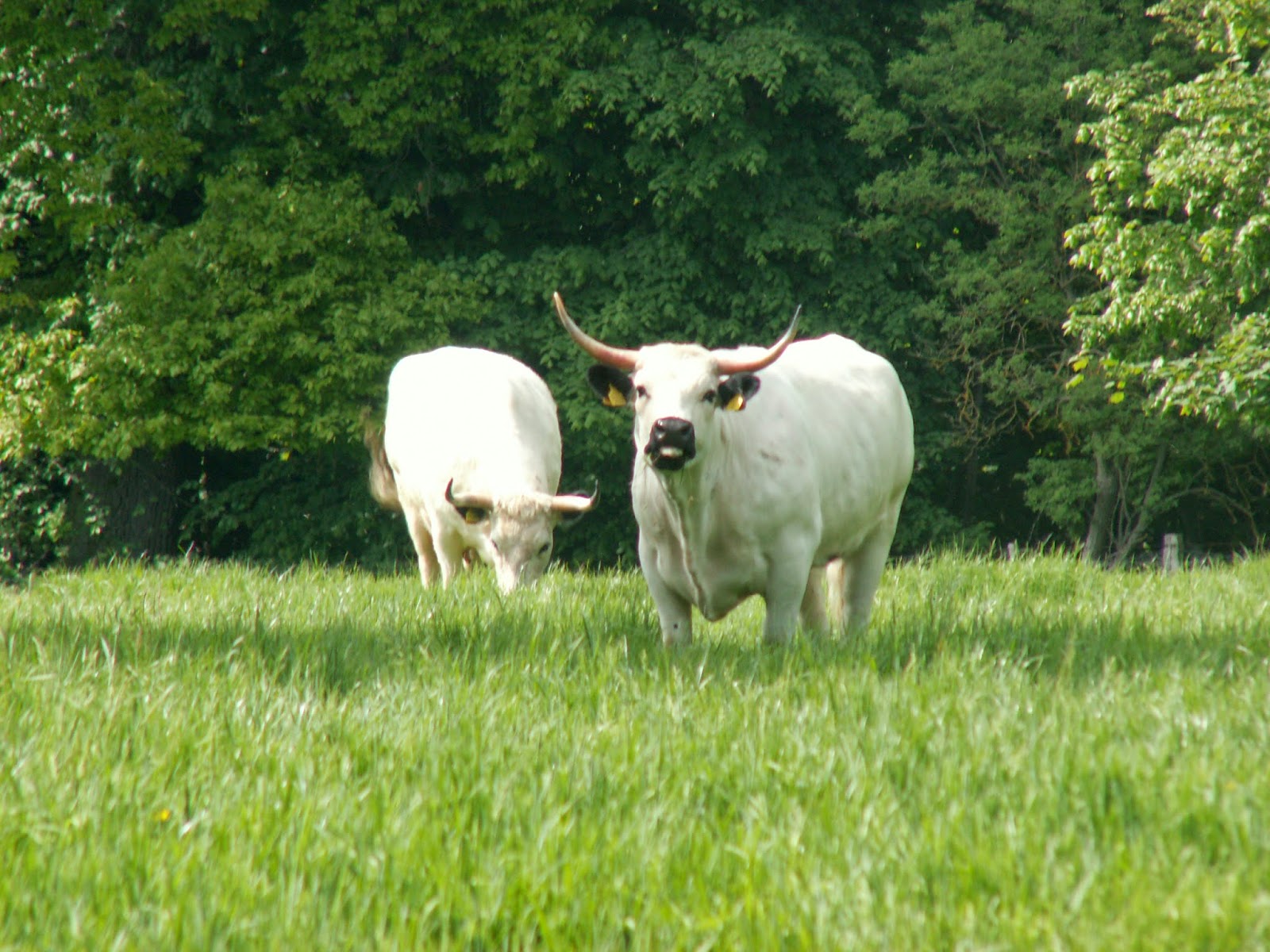 white-park-cattle-wallpapers-wallpaper-cave