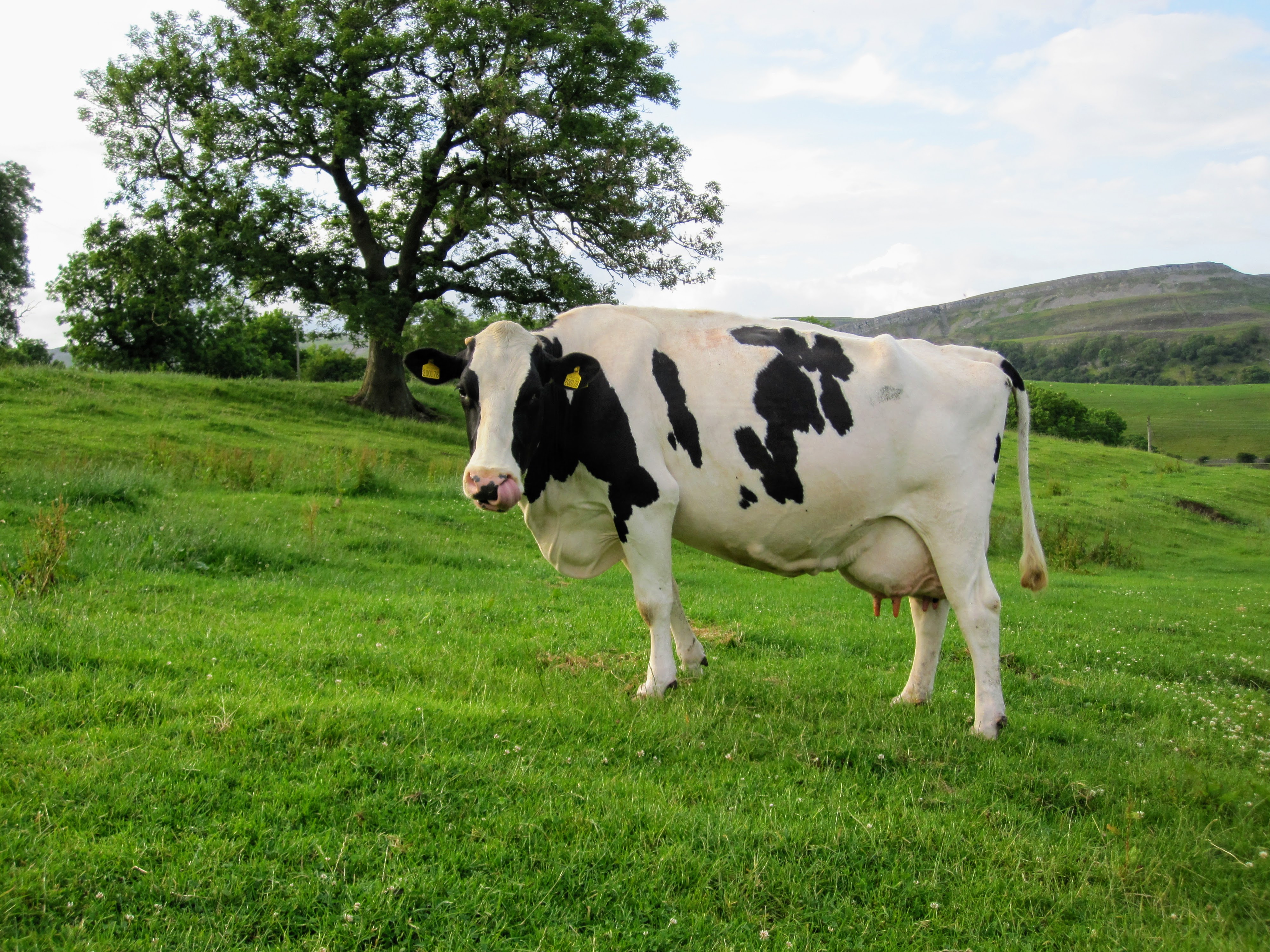 Holstein Friesian cattle