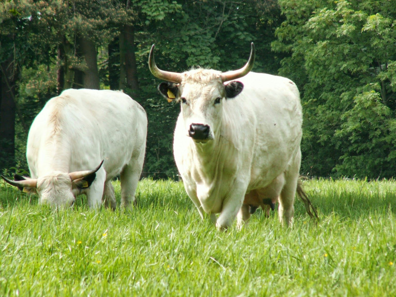 White Park Cattle Wallpapers - Wallpaper Cave