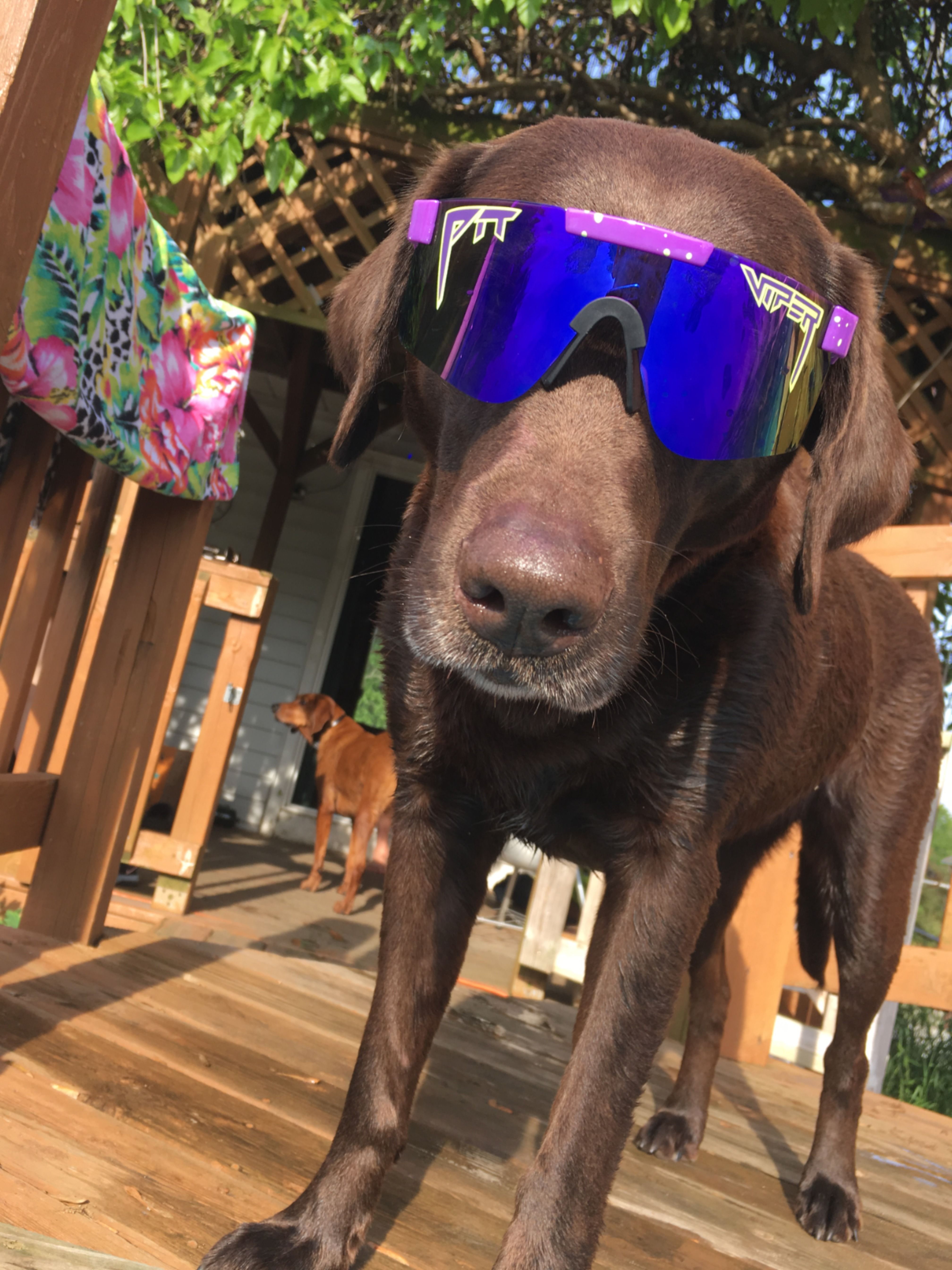 The Donatello Polarized. Pit Viper Sunglasses. Pit viper sunglasses, Pit viper, Cute dog picture