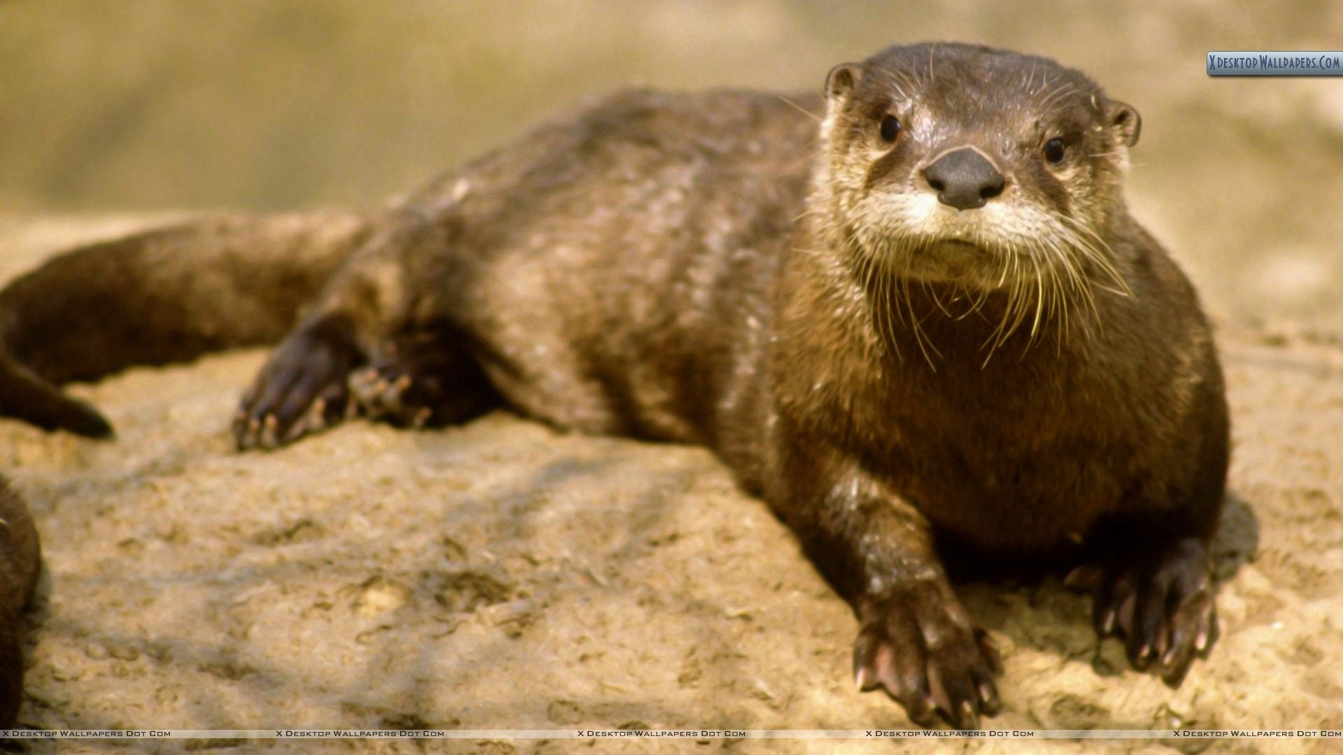 River Otter, Nashville, Tennessee. River otter, Otters, Animals