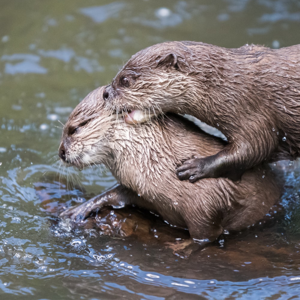 River Otter Picture. Download Free Image