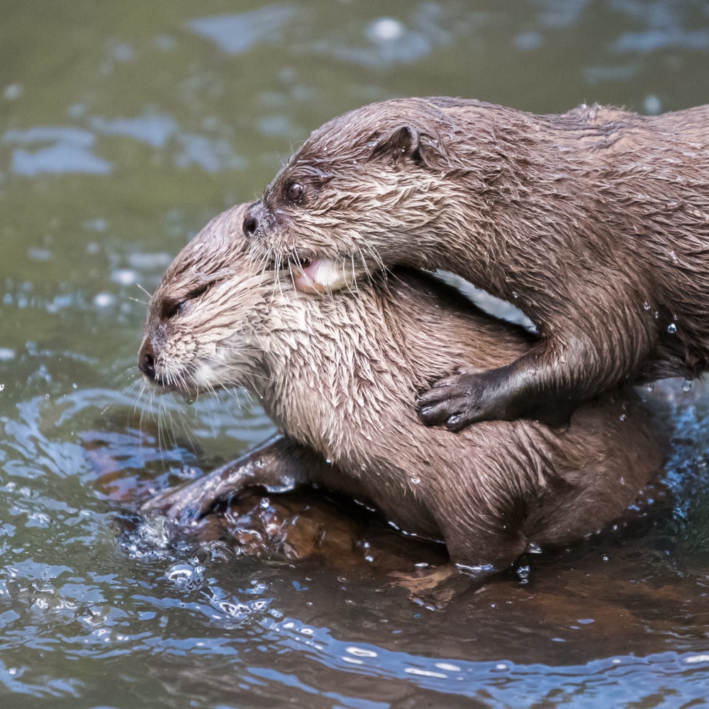 River Otter Wallpapers - Wallpaper Cave