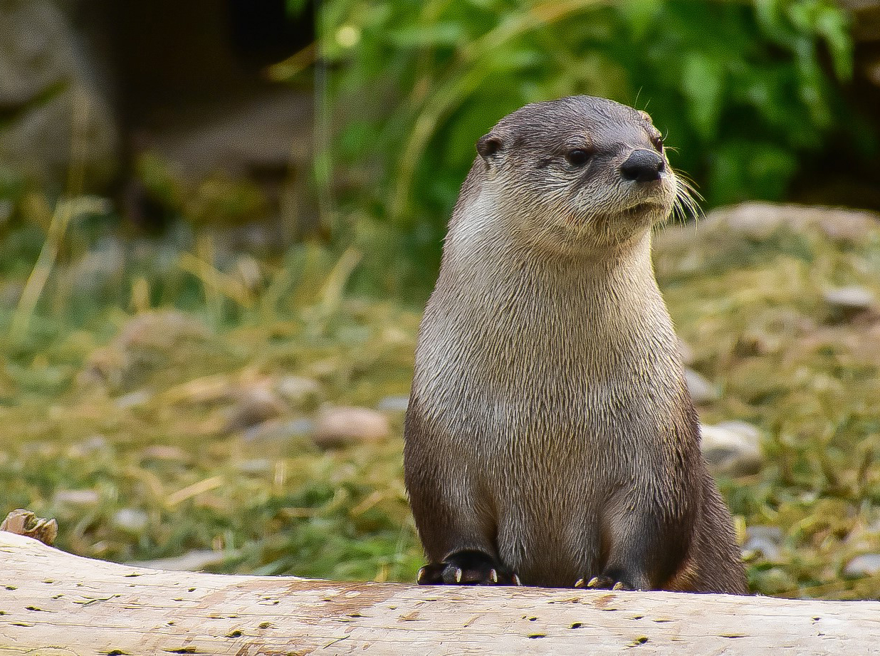 Otter Wallpaper Desert Museum