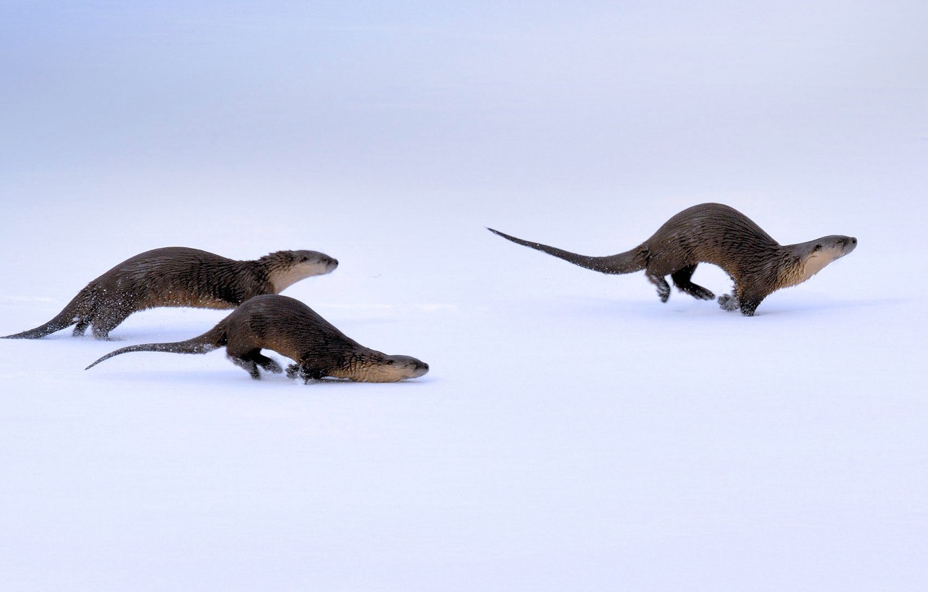 Wallpaper winter, snow, Wyoming, USA, Yellowstone national Park, canadian river otter image for desktop, section животные