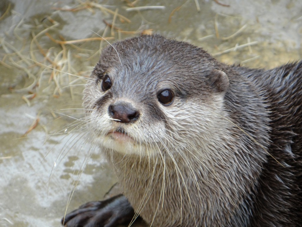 Cute River Otter