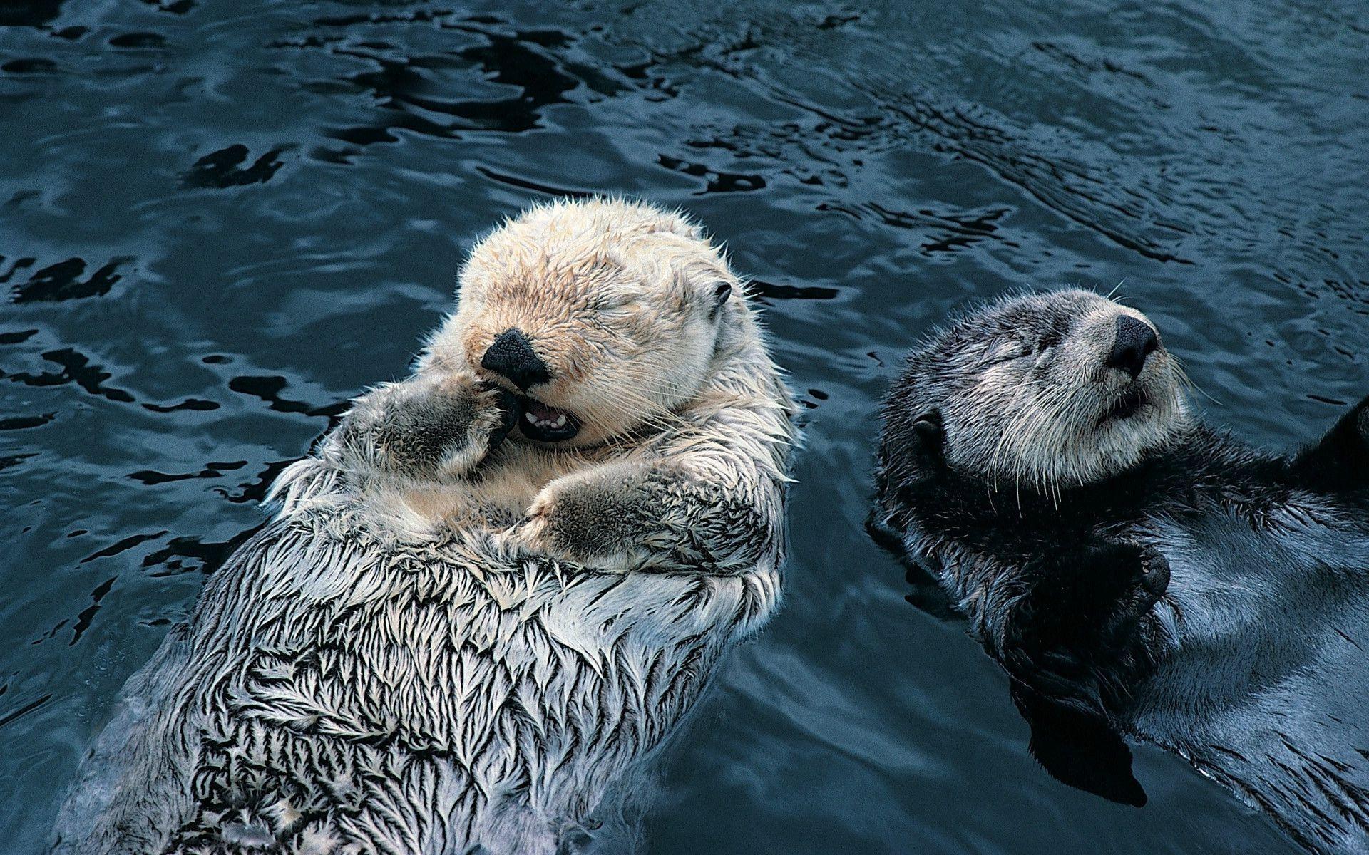 Sea Otter Wallpaper Free Sea Otter Background