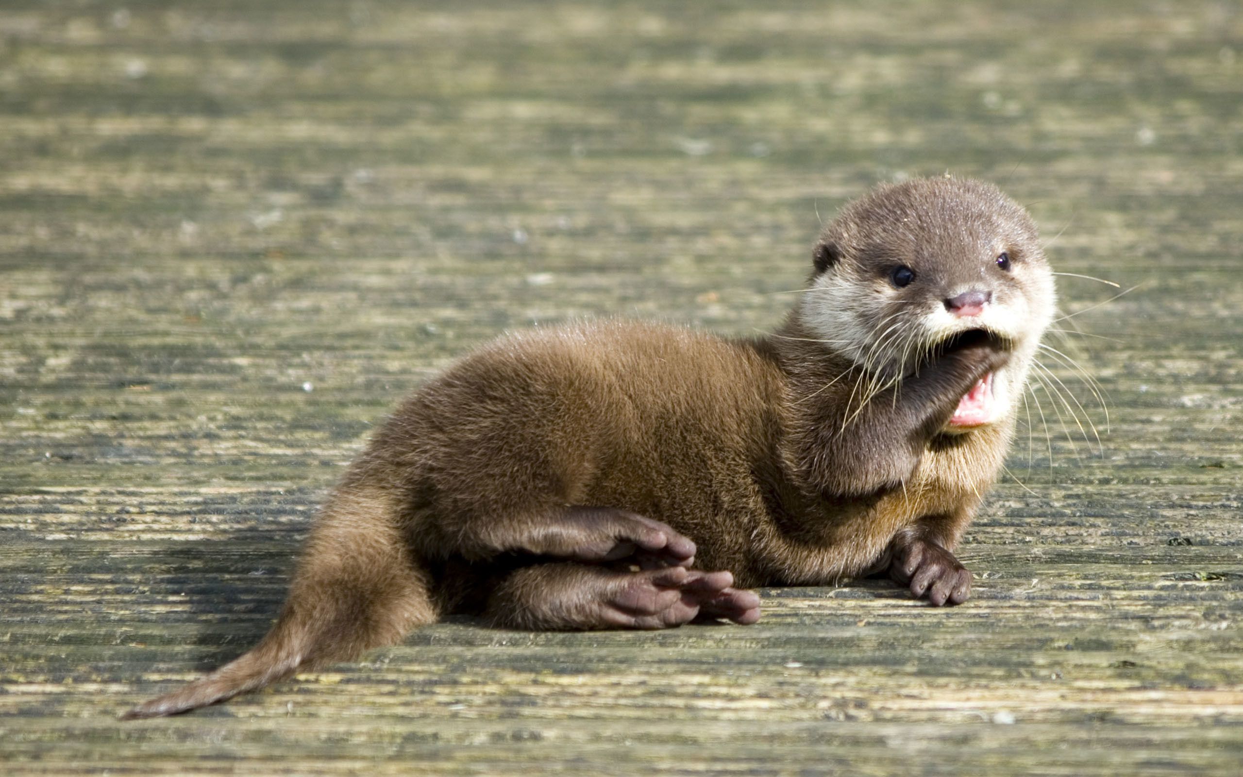 Baby Otter Wallpaper Free Baby Otter Background