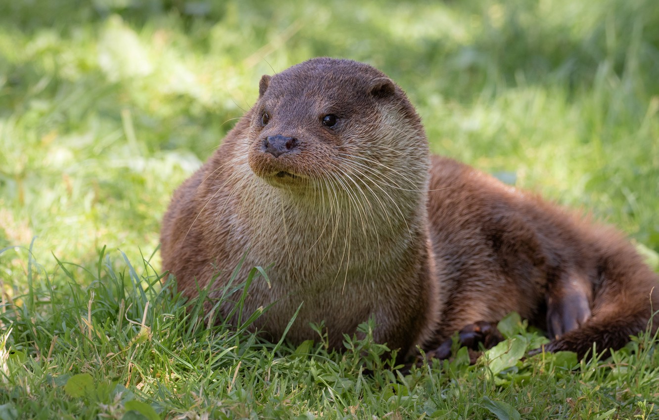 Wallpaper grass, face, otter, river otter image for desktop, section животные