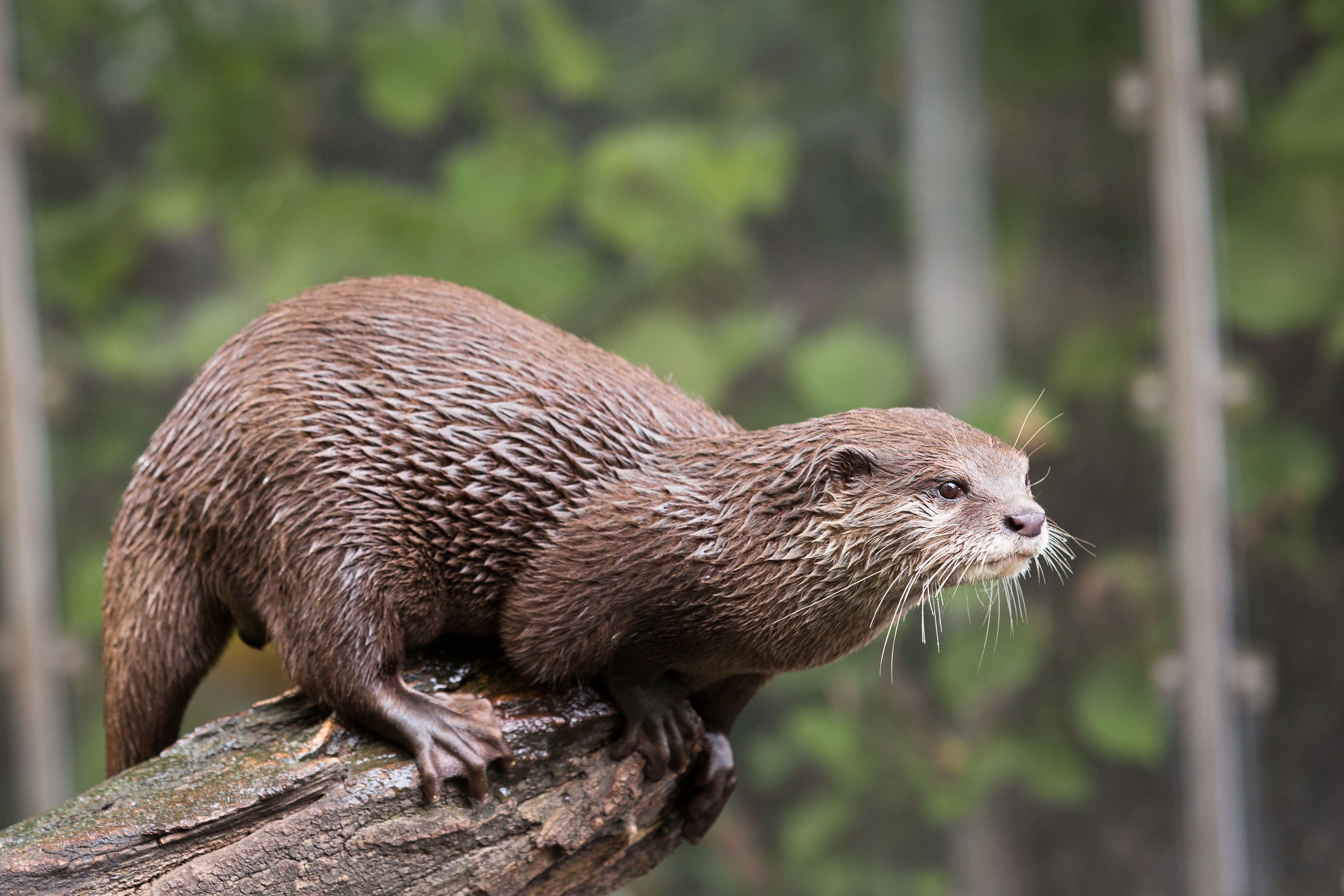 otter backround desktop (Ashley Holiday 3923x2615). Otters, Baby otters, Cute kawaii animals