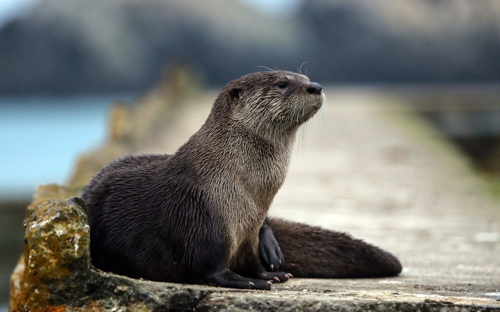 otter wallpaper, mammal, vertebrate, otter, north american river otter, fur seal