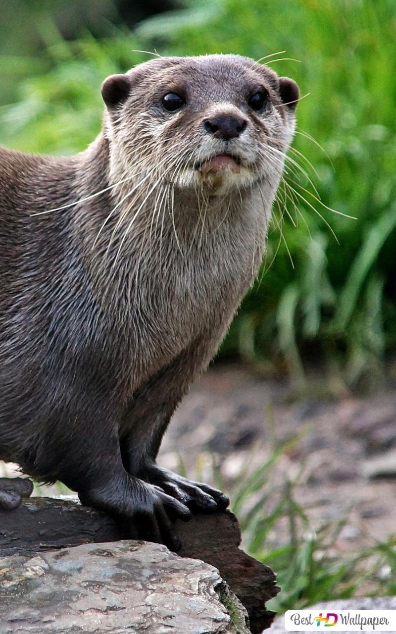 Otters HD wallpaper download