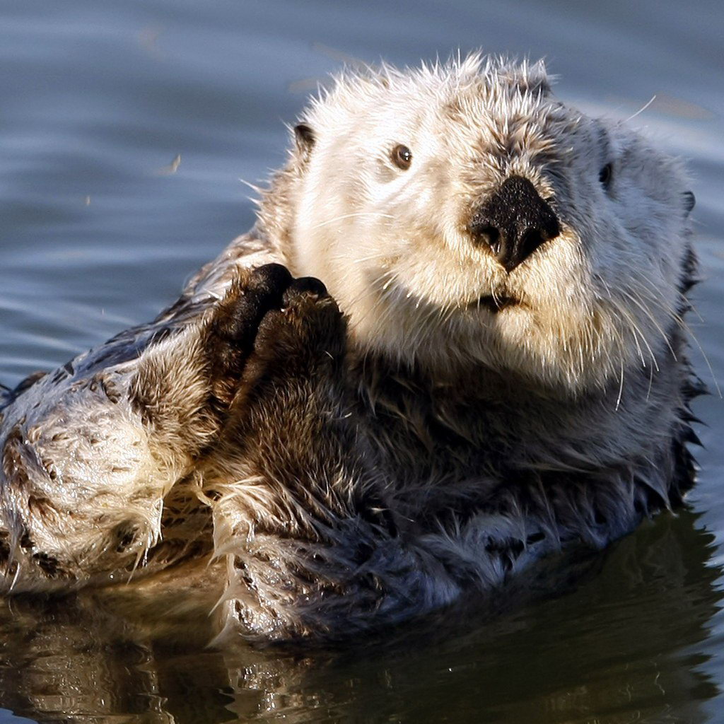sea otter wallpaper, mammal, otter, vertebrate, north american river otter, sea otter