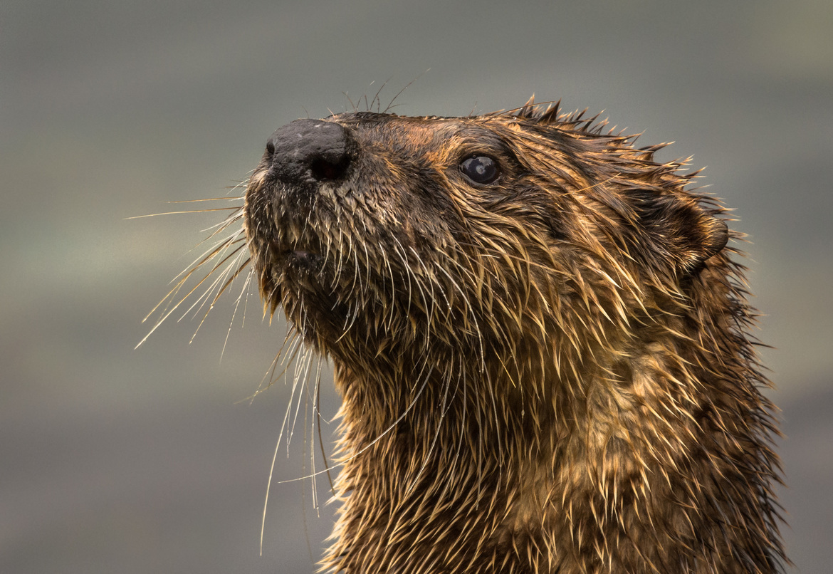 British Columbia. Curious River Otter