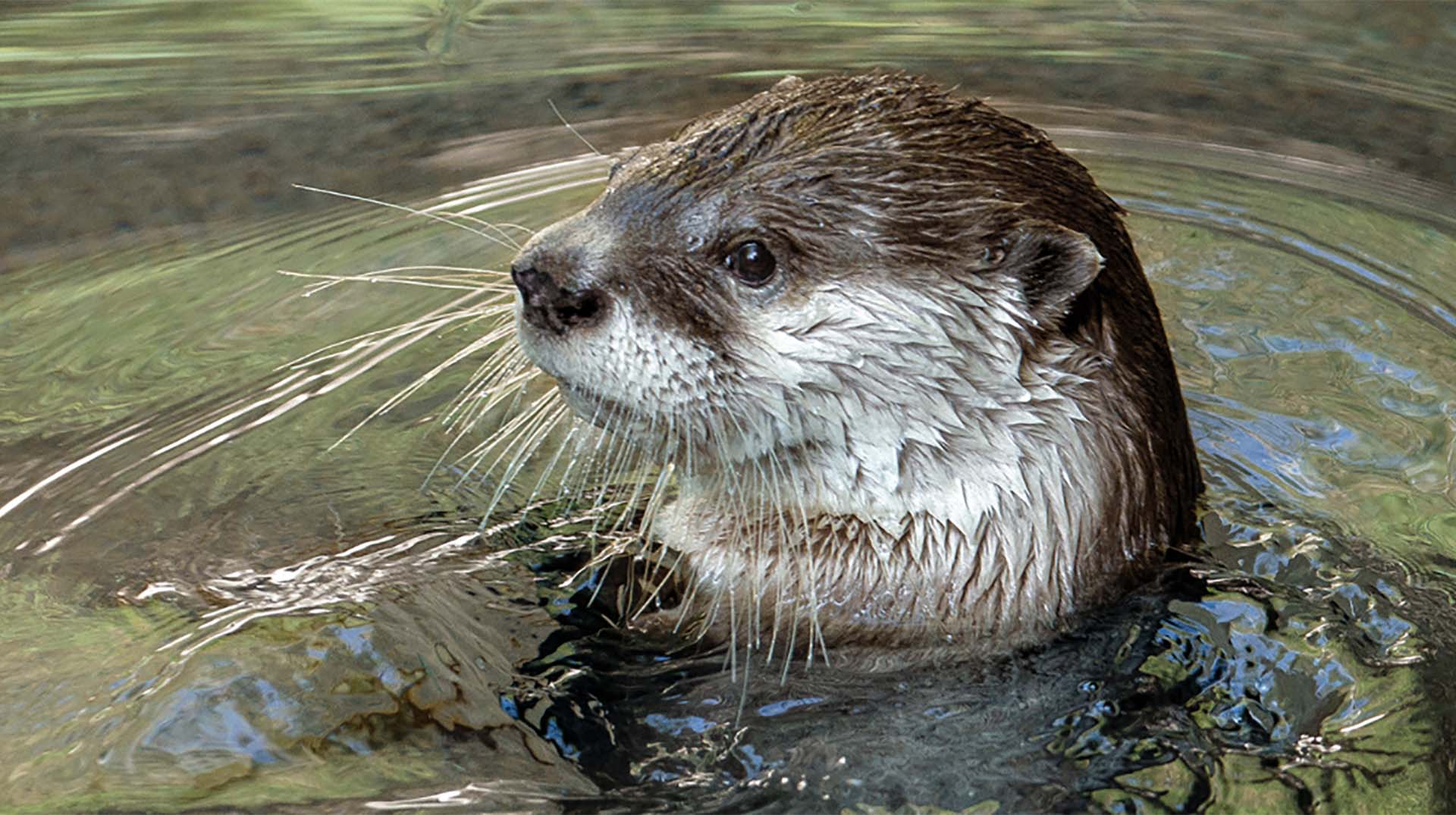 Otter wallpaper, Animal, HQ Otter pictureK Wallpaper 2019