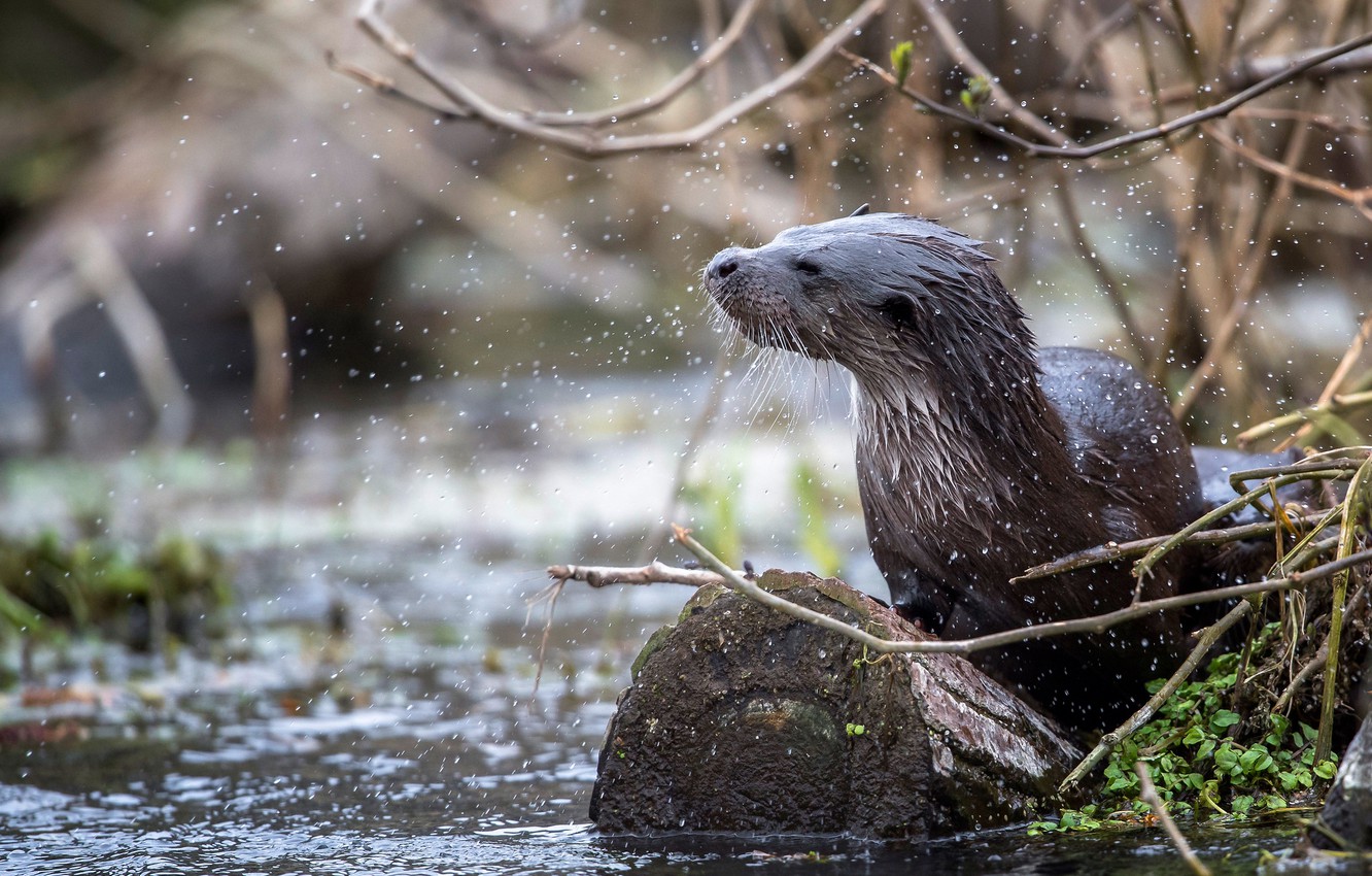Photo Wallpaper Branches, River, Shore, Wet, Bathing, American River Otter