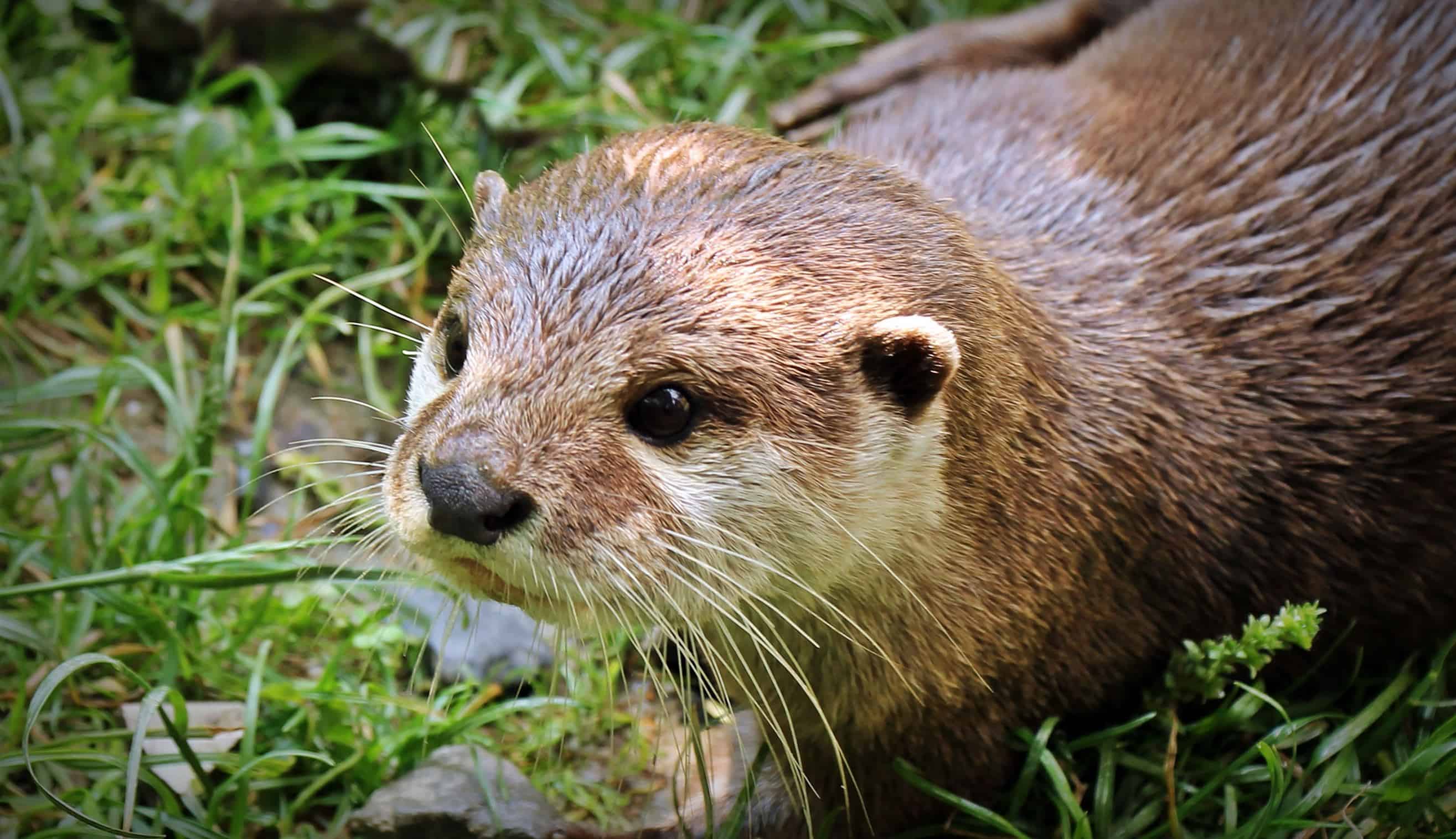 Otters free image, public domain image