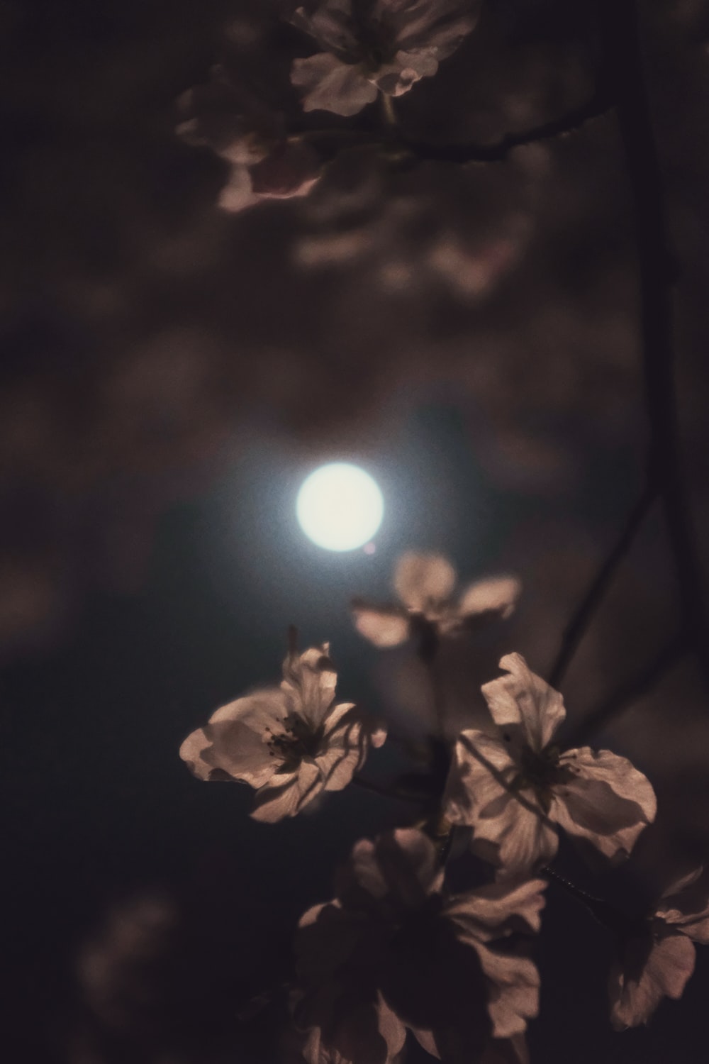 Flower Moon Picture. Download Free Image