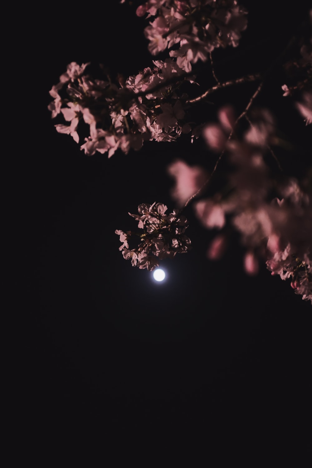 Flower Moon Picture. Download Free Image