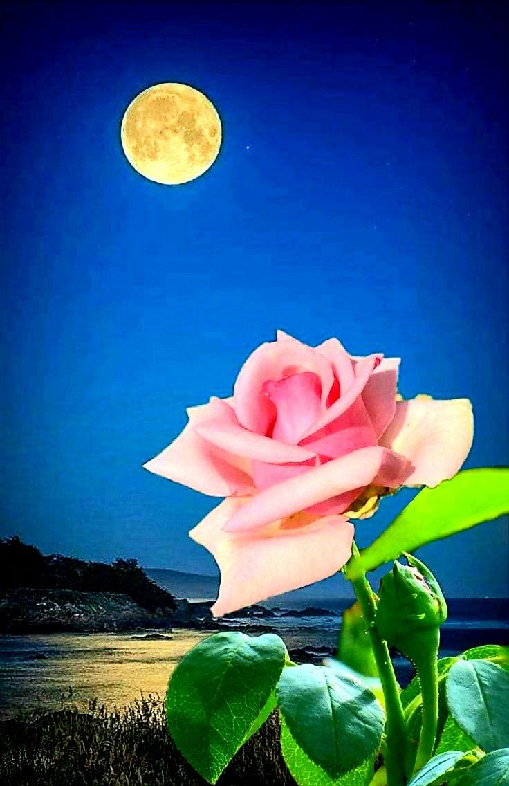 Moon rose ideas. beautiful roses, beautiful flowers, rose