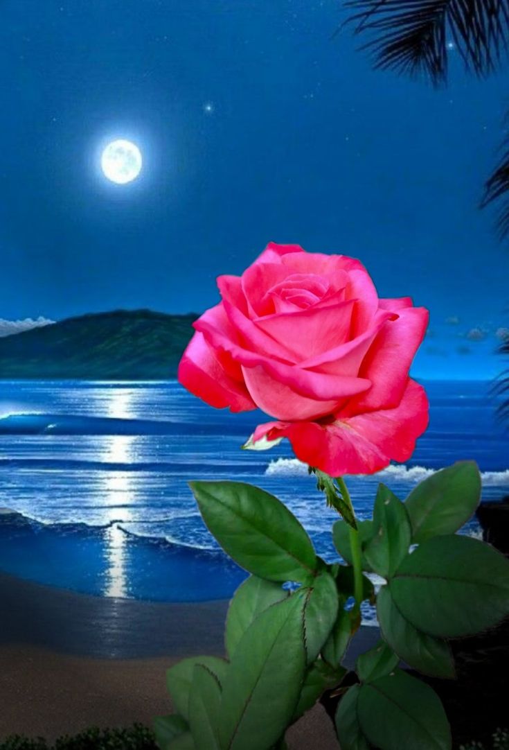 Moon glow. Beautiful rose flowers, Red roses wallpaper, Beautiful roses