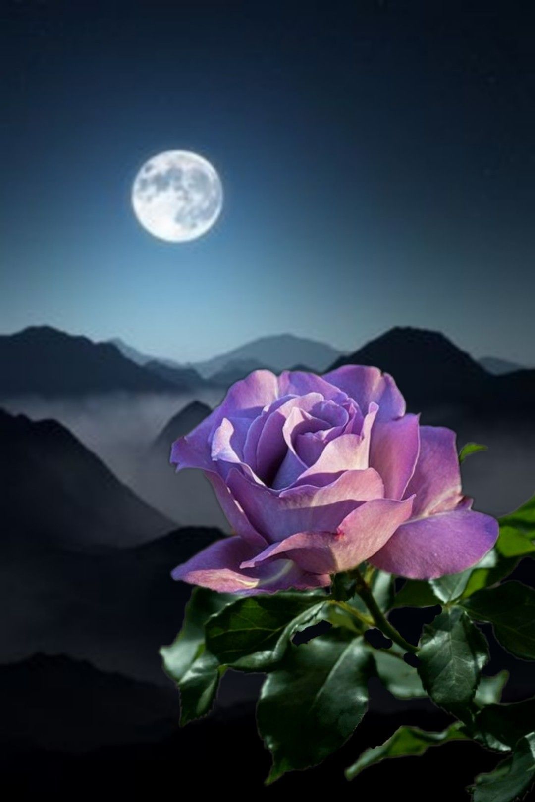 1. A. File General. Beautiful roses, Beautiful rose flowers, Moon flower