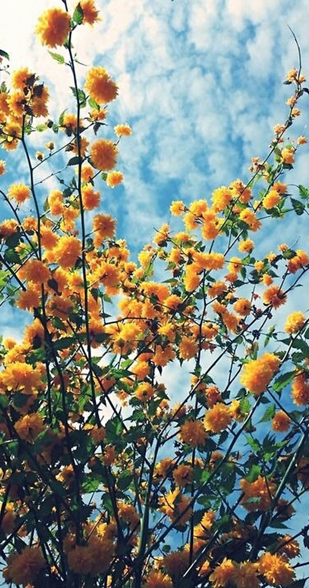 Yellow Flower Aesthetic Wallpaper