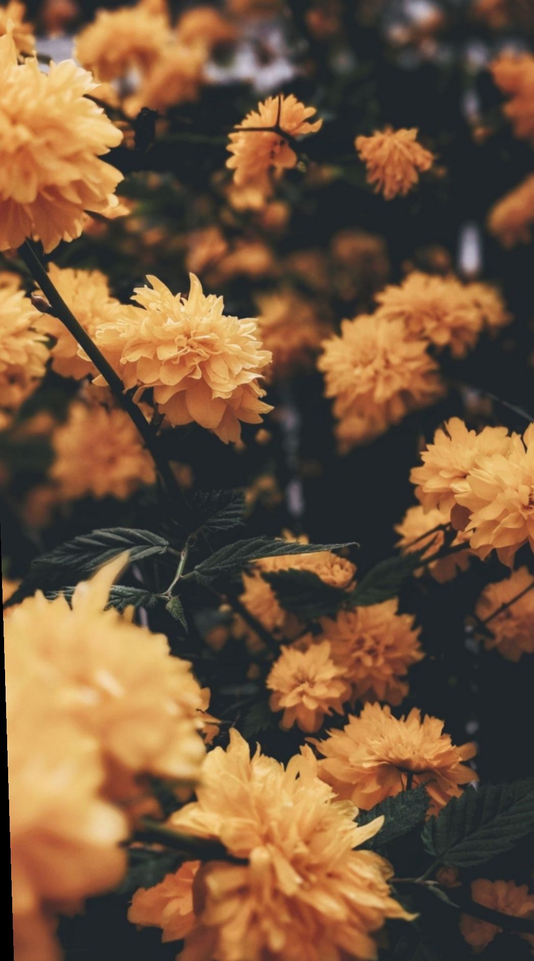 yellow-spring-aesthetic-wallpapers-wallpaper-cave