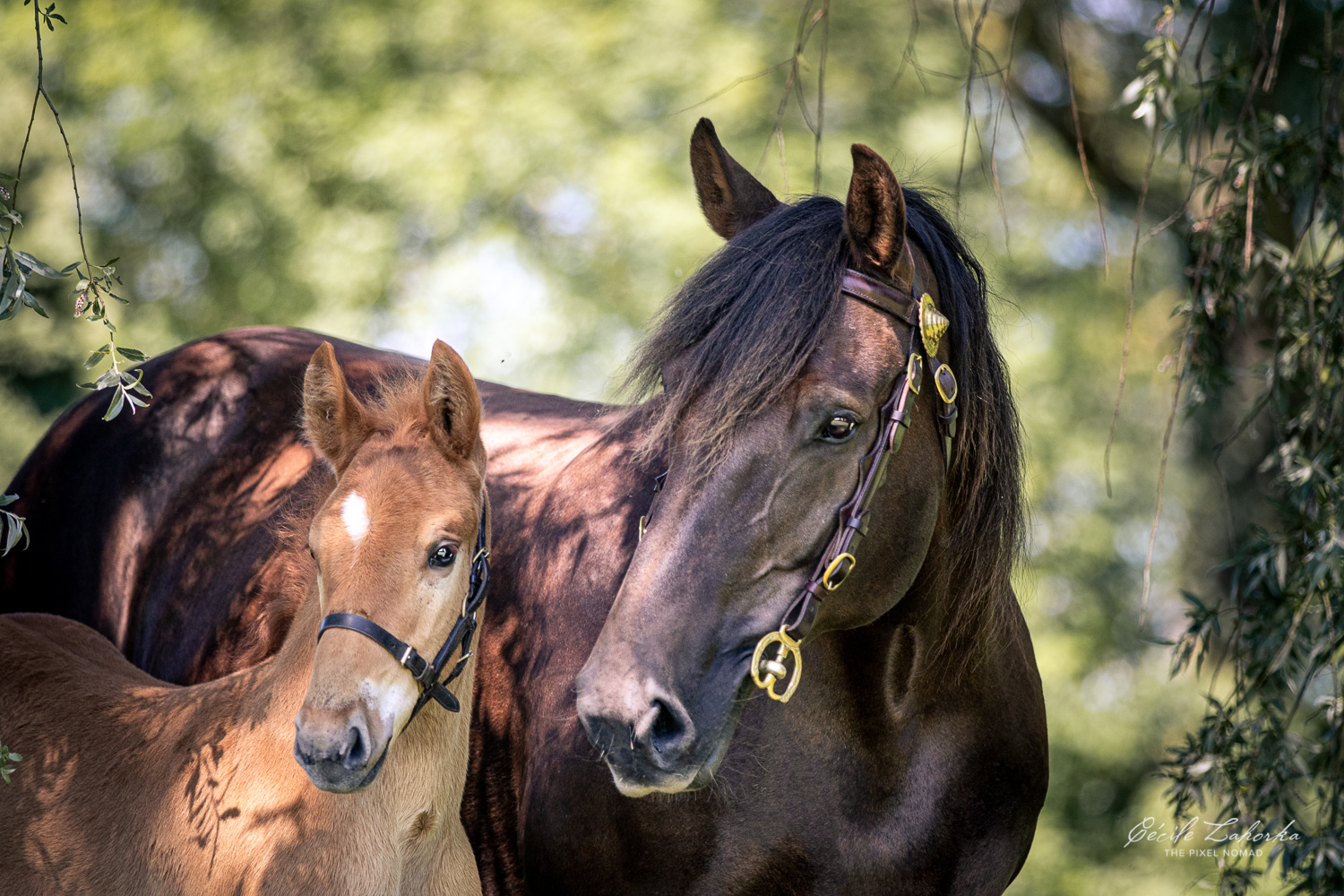 Suffolk Punch