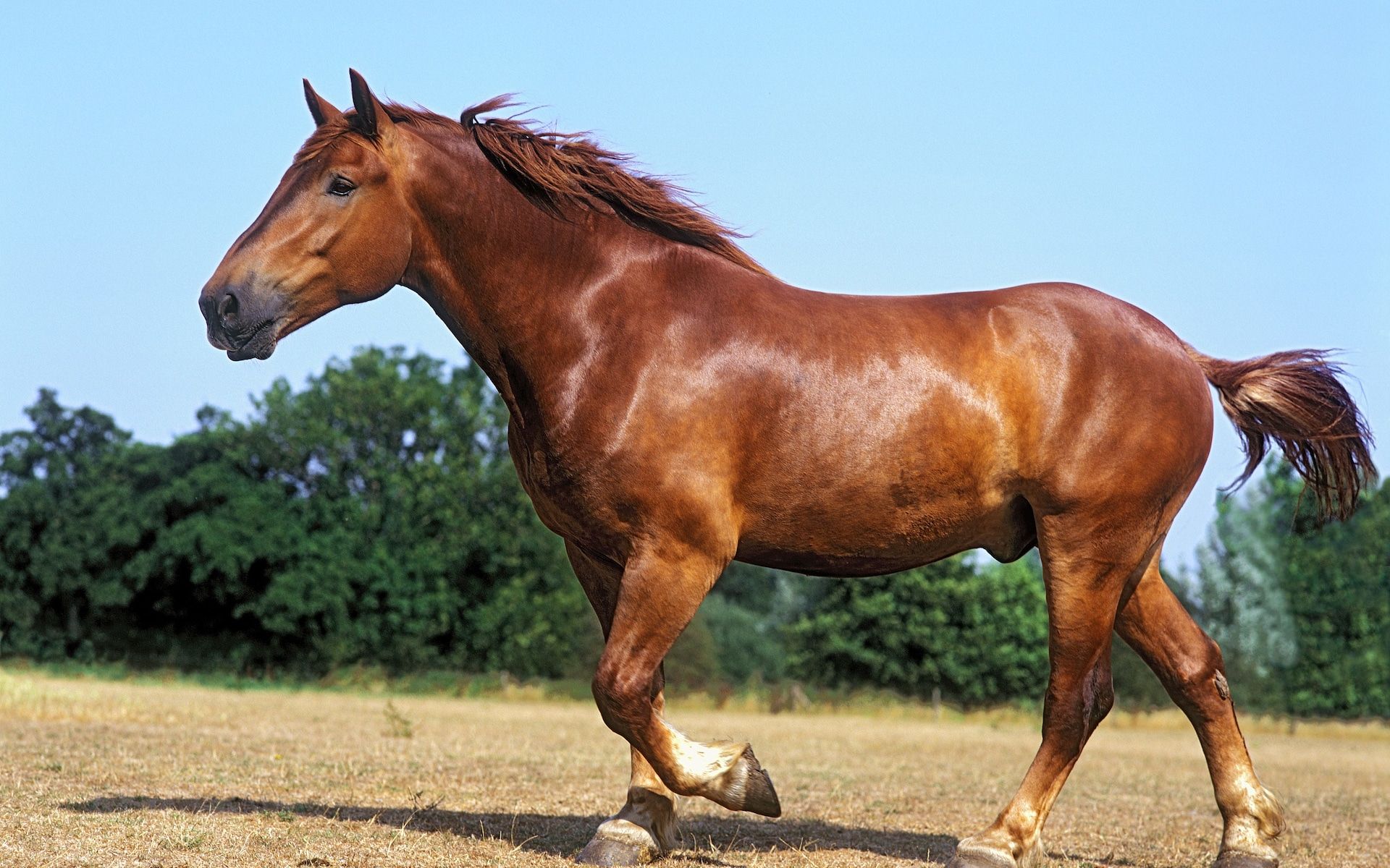 Revealed: Why Britain's oldest horse breed is veering towards extinction. Horses, Horse breeds, Rare horse breeds