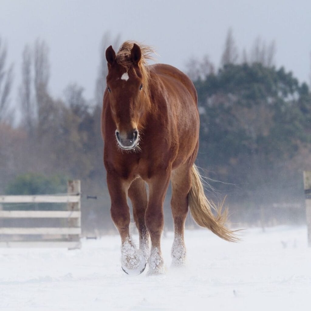 Suffolk Punch Horse Breed Profile, History & Common Uses Horse Hints