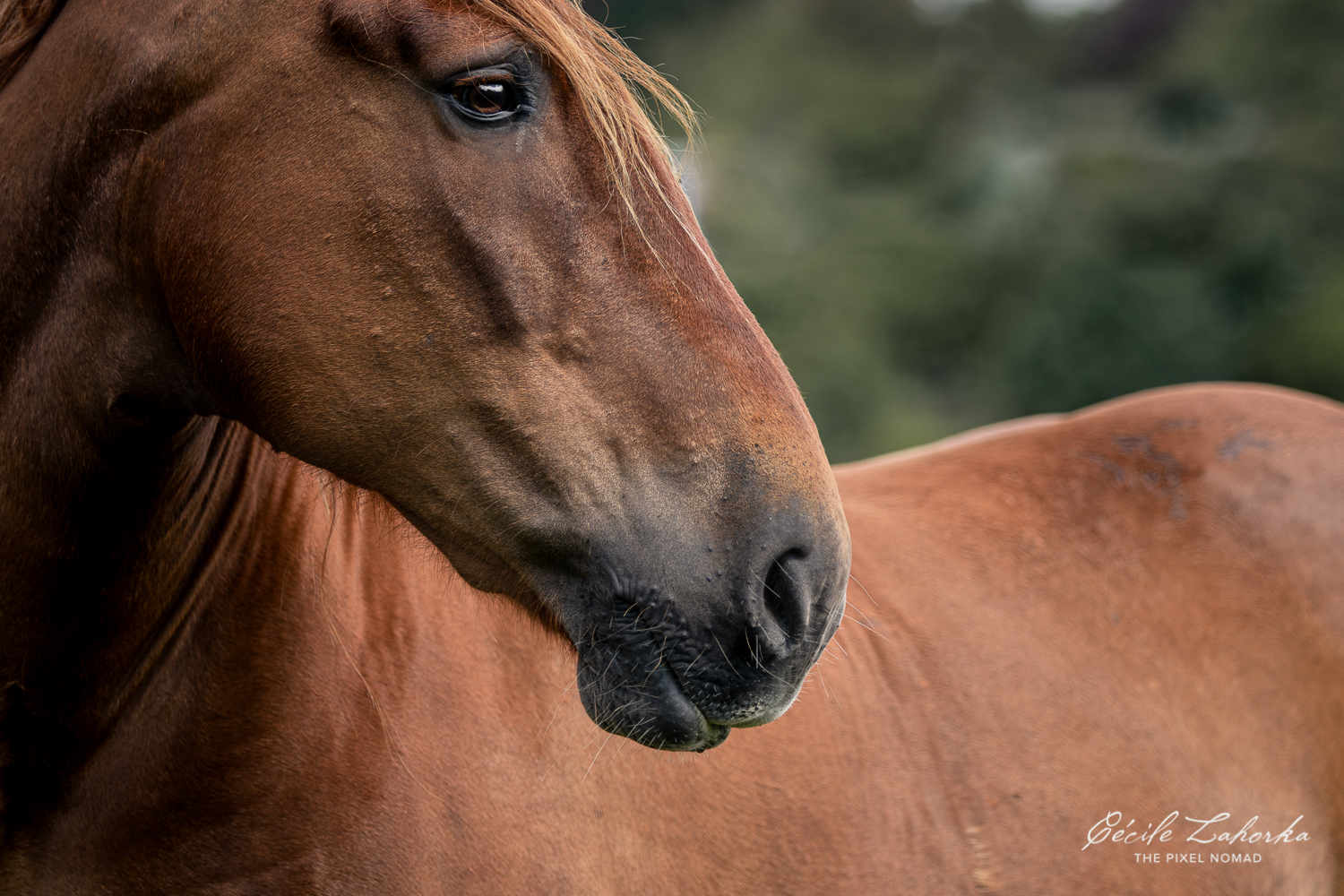 Suffolk Punch