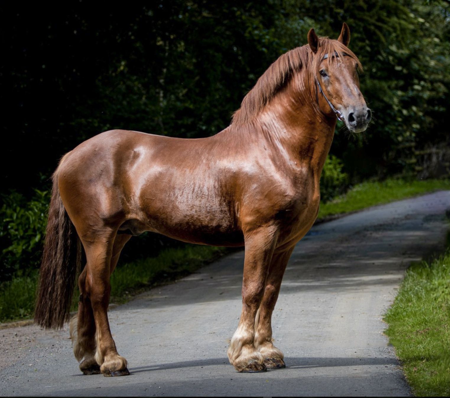 Horse Poses