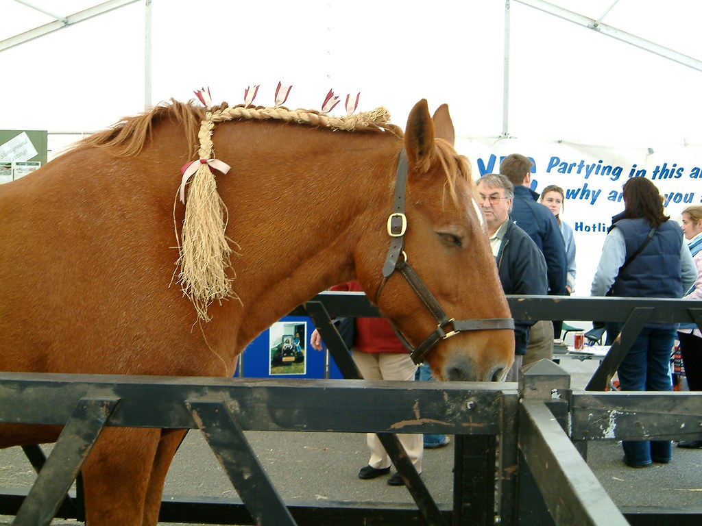 Suffolk Punch. Suffolk Punch, Horse, Angel Hill