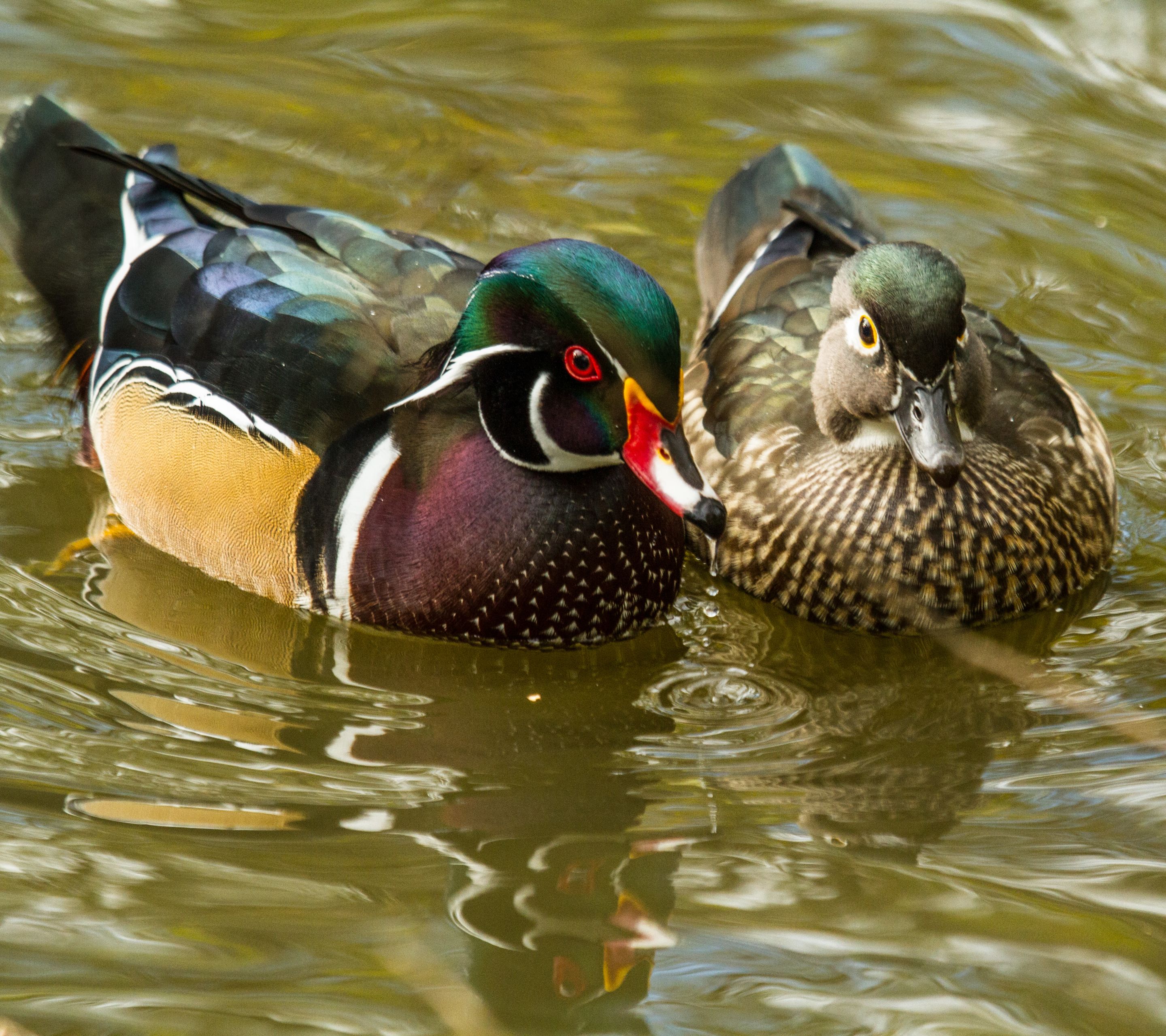 Wood Duck Wallpaper
