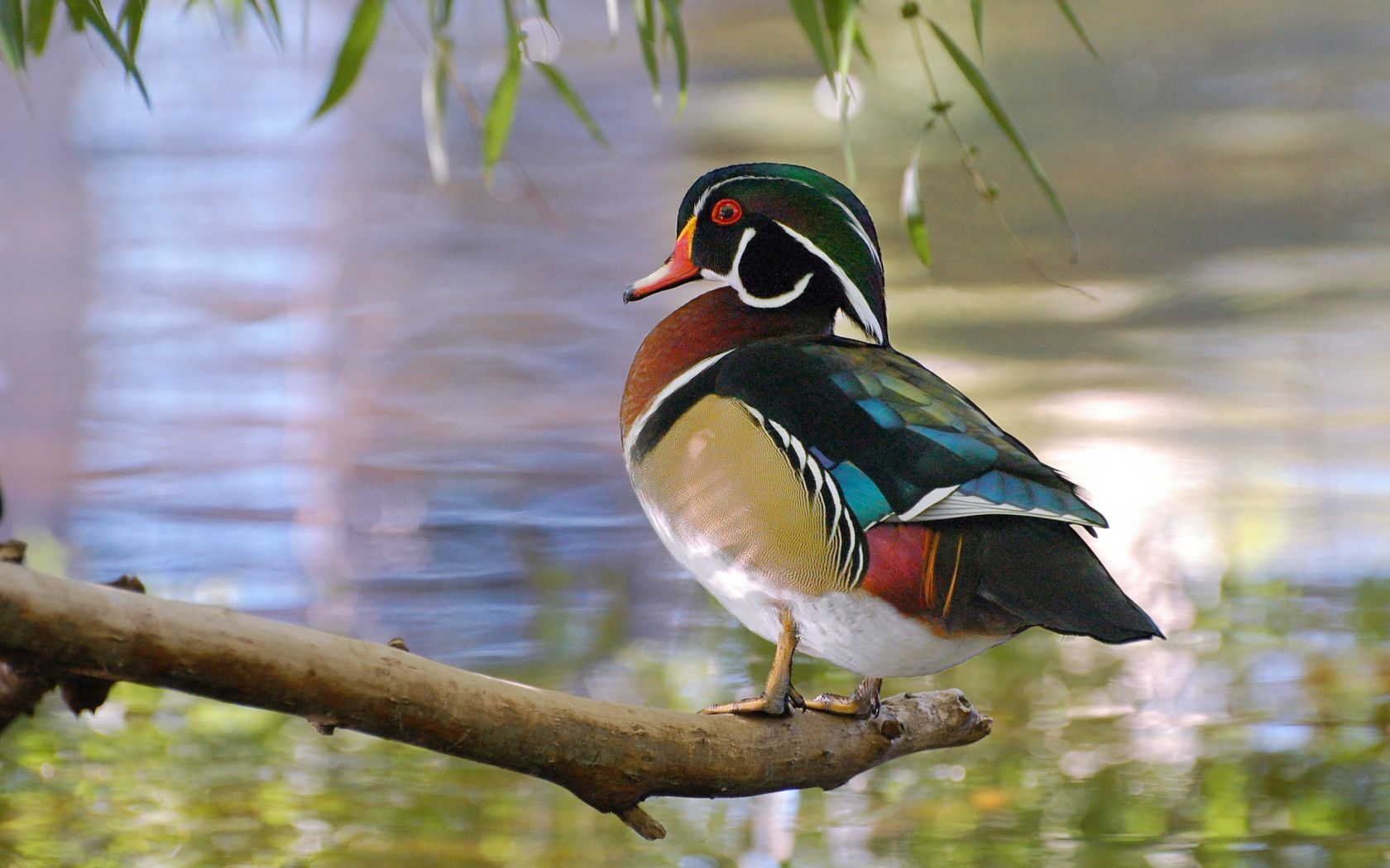 Waterfowl Wallpaper Duck Background Wallpaper & Background Download