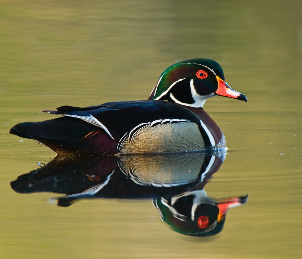 Wood Duck Picture. Download Free Image