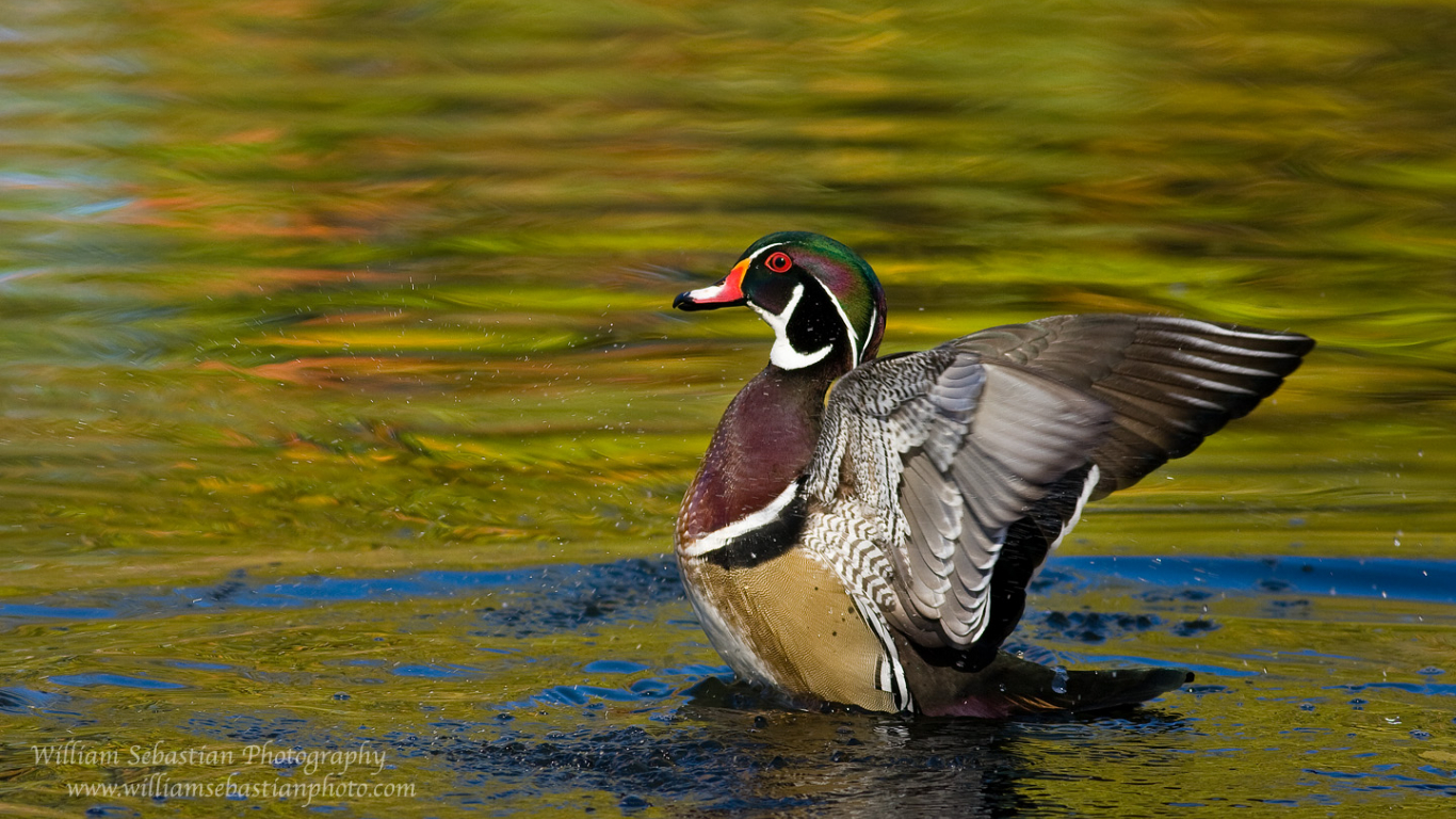 Free download Wood Duck Wallpaper Live HD Wallpaper HQ Picture Image Photo [1440x900] for your Desktop, Mobile & Tablet. Explore Mallard Wallpaper. Duck Wallpaper, Duck Wallpaper for Home