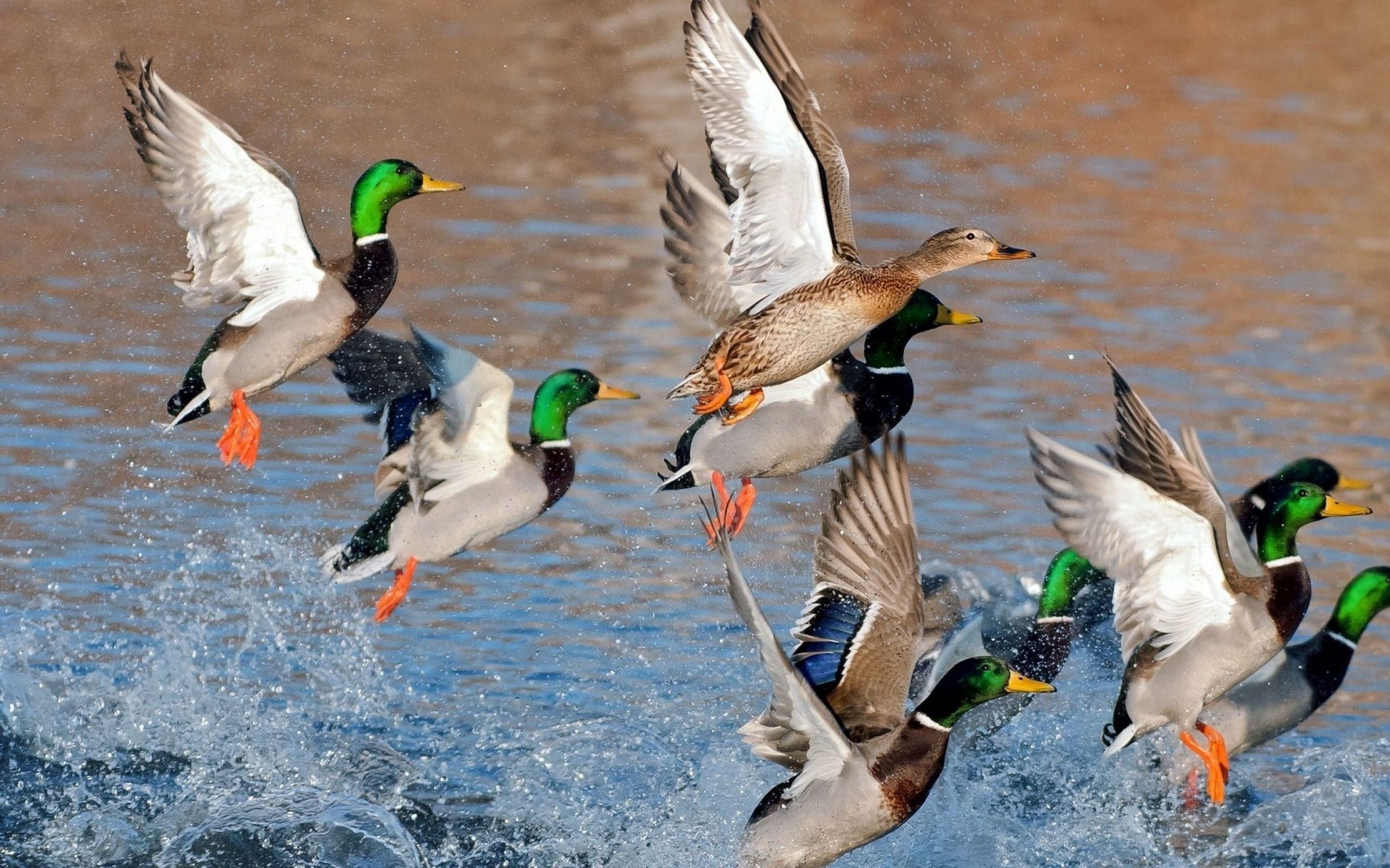 Mallard Ducks Wallpaper