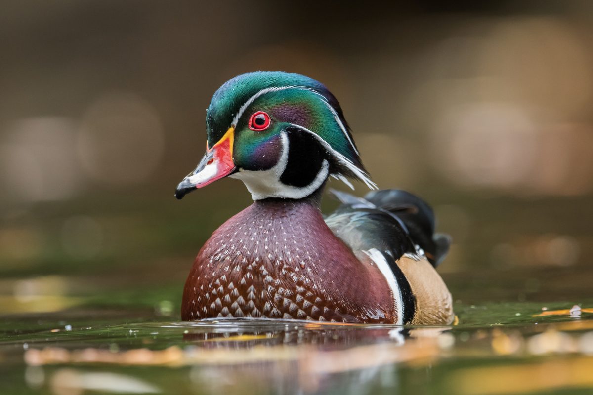Wood Duck Hunting Texas W/ NTX Waterfowl Hunting Guides