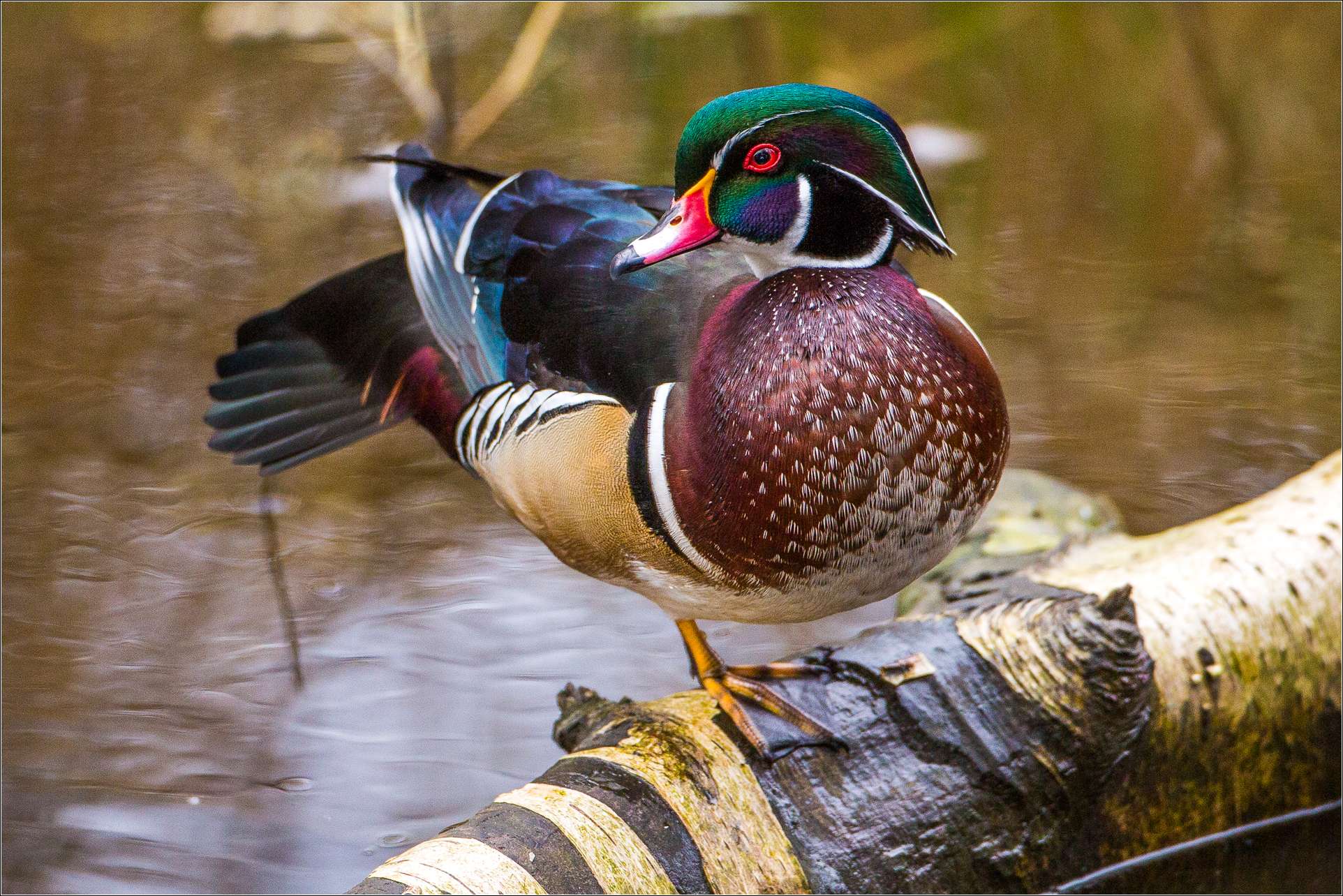 Wood Duck HD Wallpaper