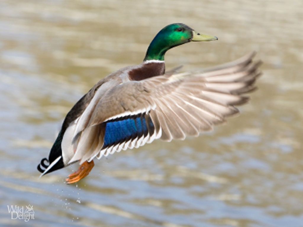 Mallard (Duck) DelightWild Delight. Mallard duck, Duck picture, Duck wallpaper