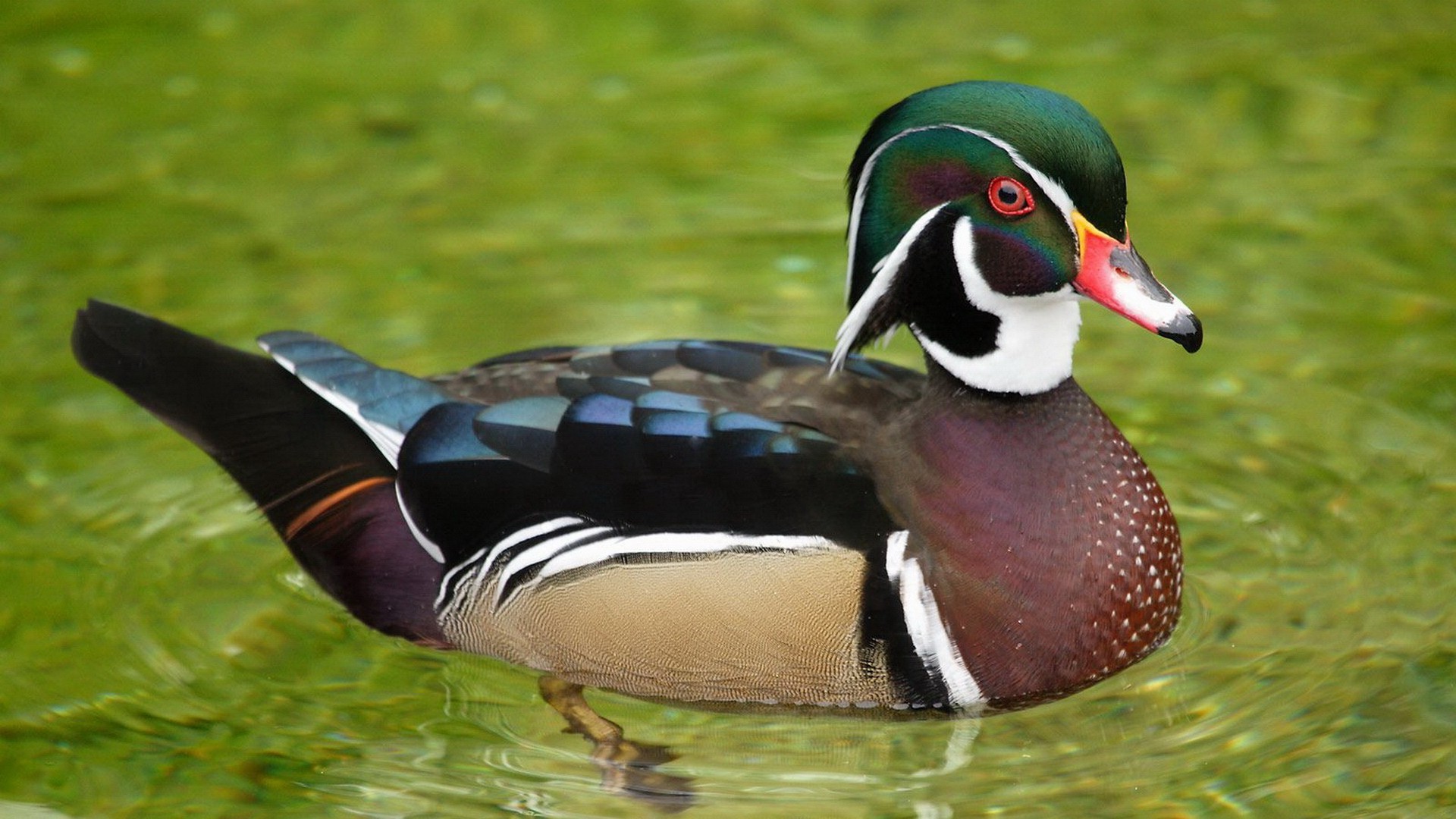 Wallpaper, birds, wildlife, duck, beak, mallard, Wood Duck, fauna, 1920x1080 px, waterfowl, canard, vertebrate, water bird, ducks geese and swans, fowl 1920x1080