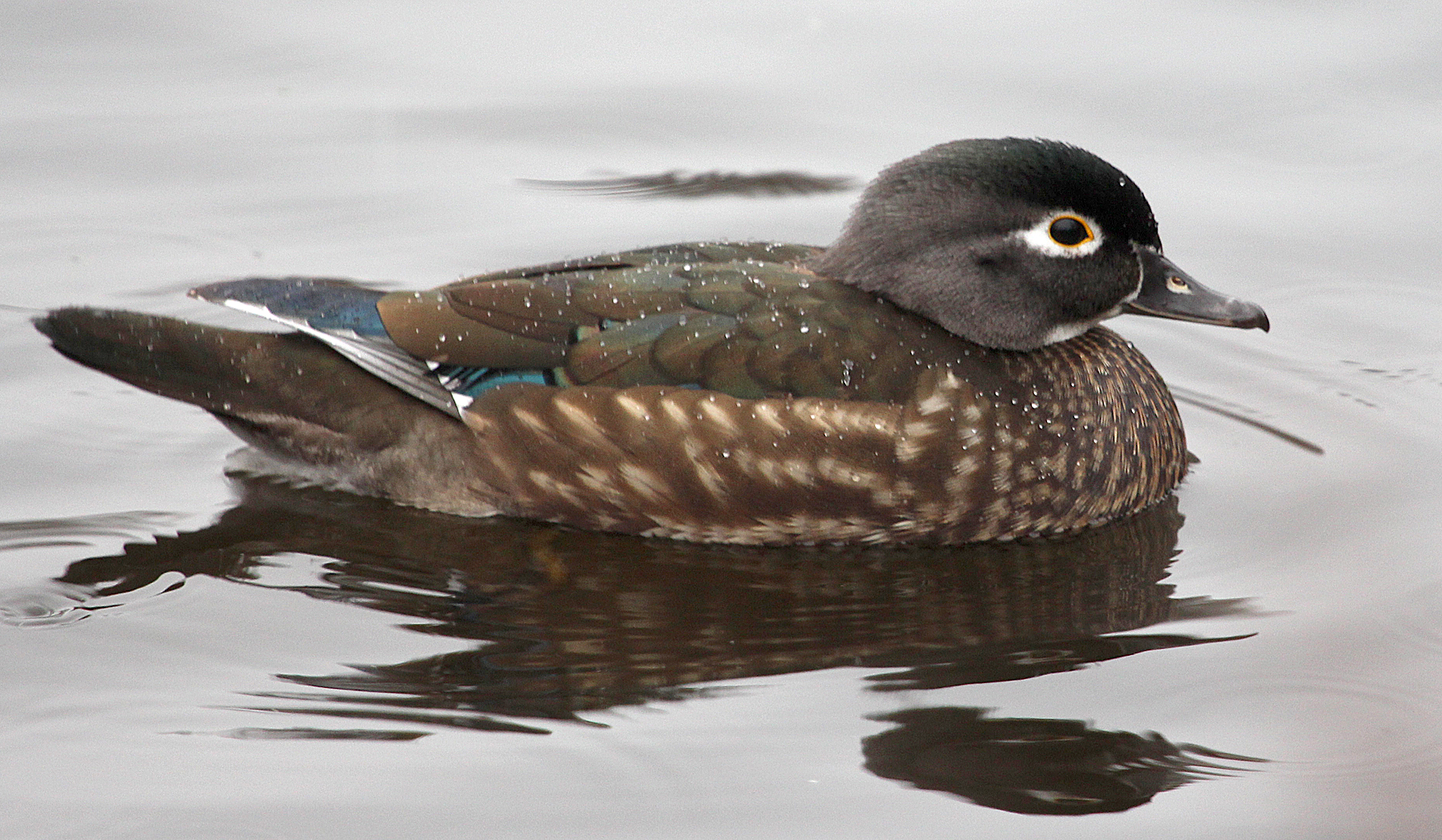 Wood Duck in mixed company with Mallards. Birds of New England.com