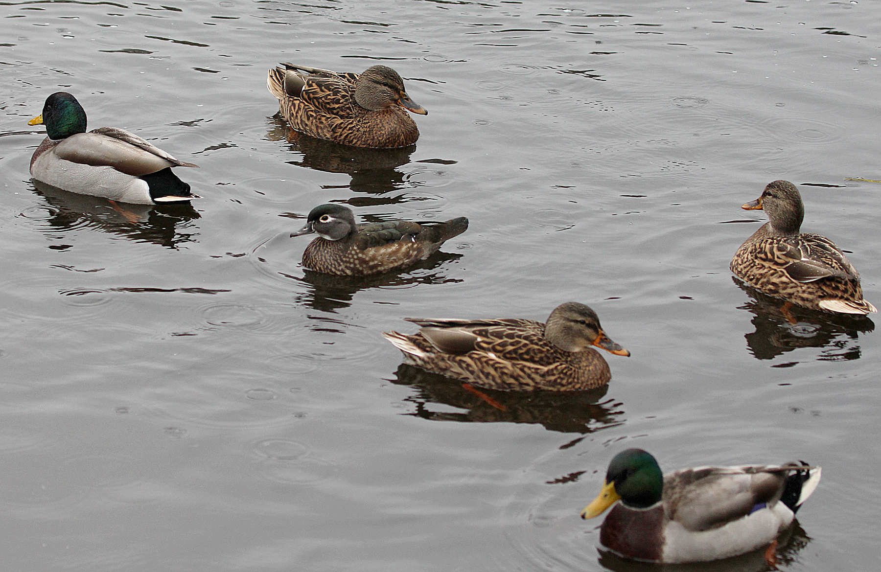 Wood Duck in mixed company with Mallards. Birds of New England.com