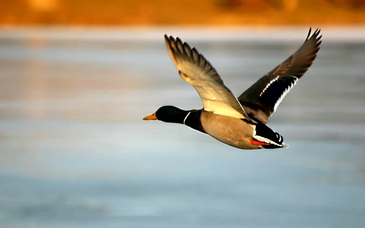 Duck wallpaper HD. Download Free background