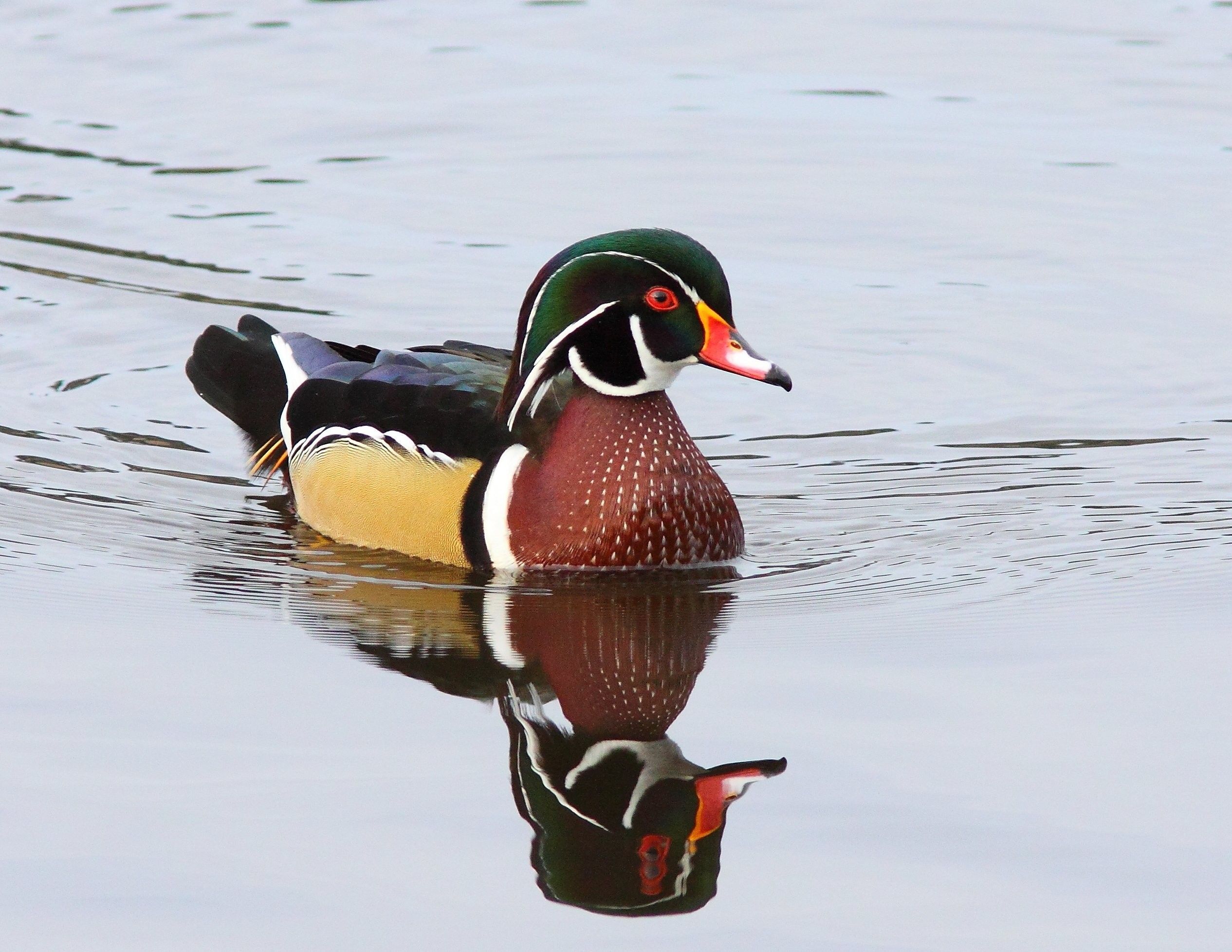 Wood Duck Wallpaper