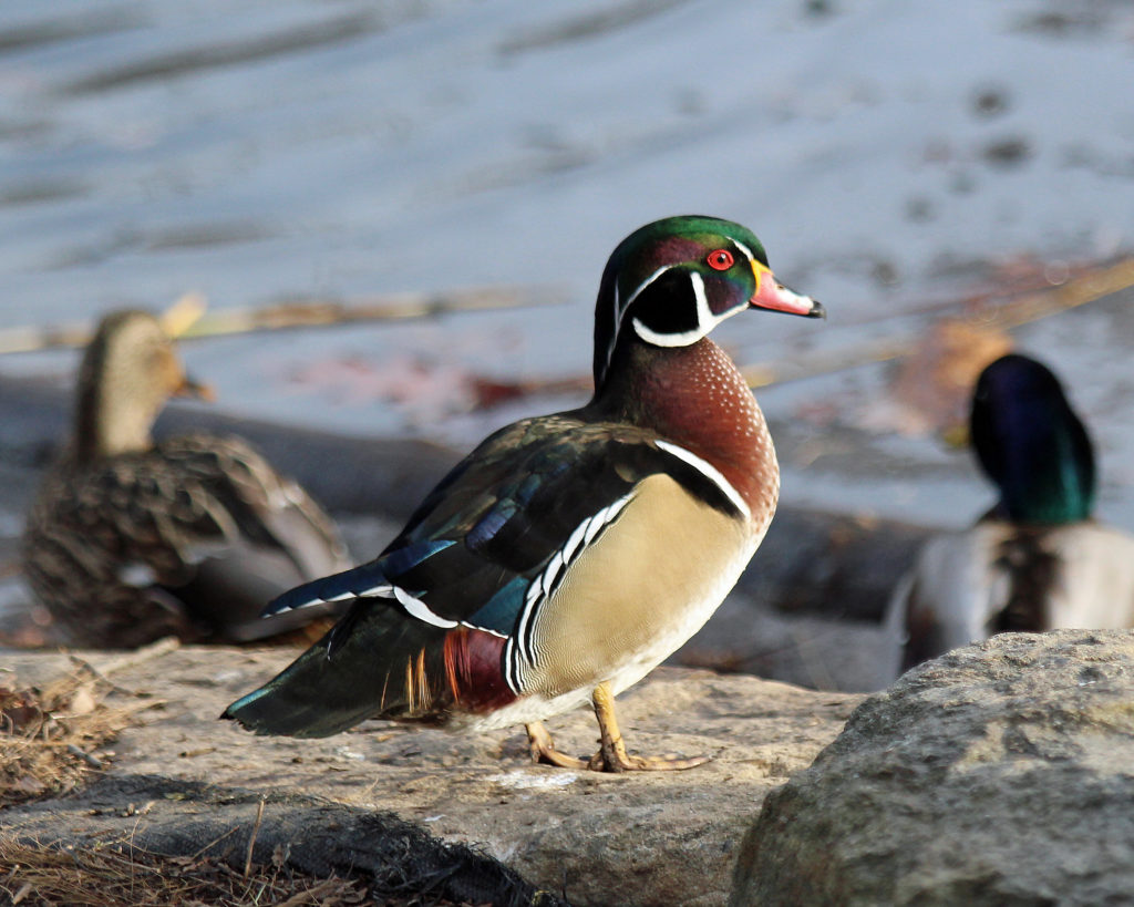 Wood Duck at Oakland Lake, Queens County, NY